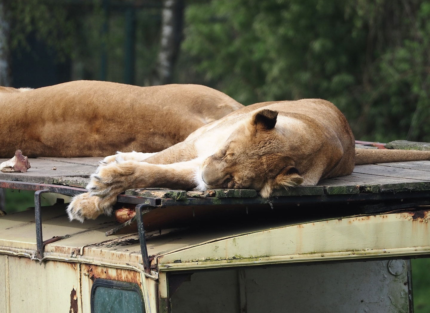 African lioness (Panthera leo), 2024-04-06