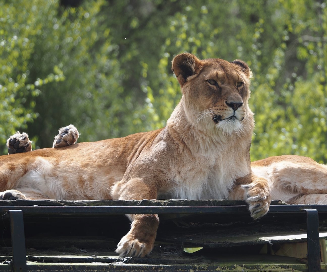 African lioness (Panthera leo), 2024-04-06