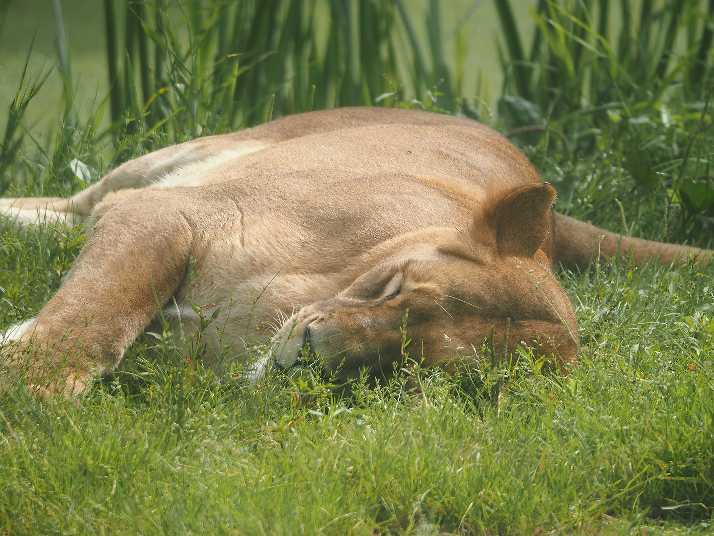 African lioness (Panthera leo), 2024-08-05