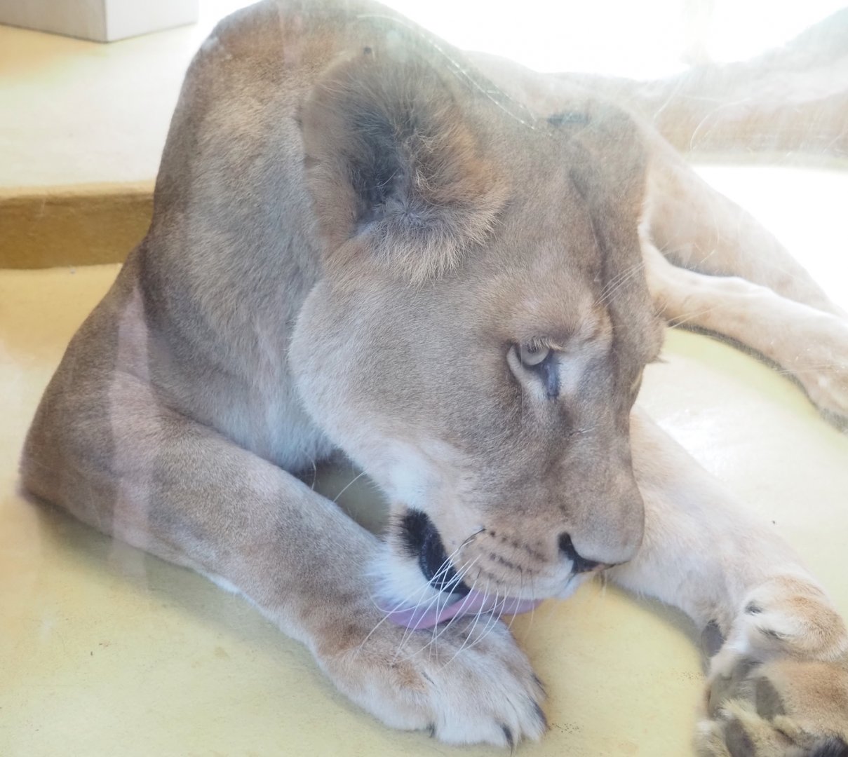 African lioness (Panthera leo), 2024-08-05