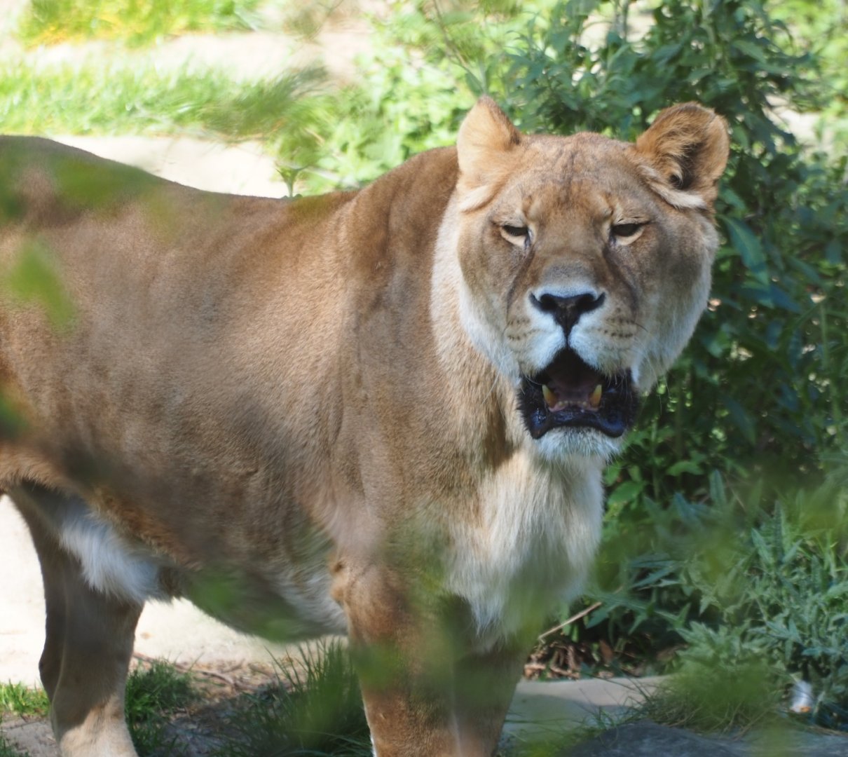African lioness (Panthera leo) Caitlin, 2019-04-20