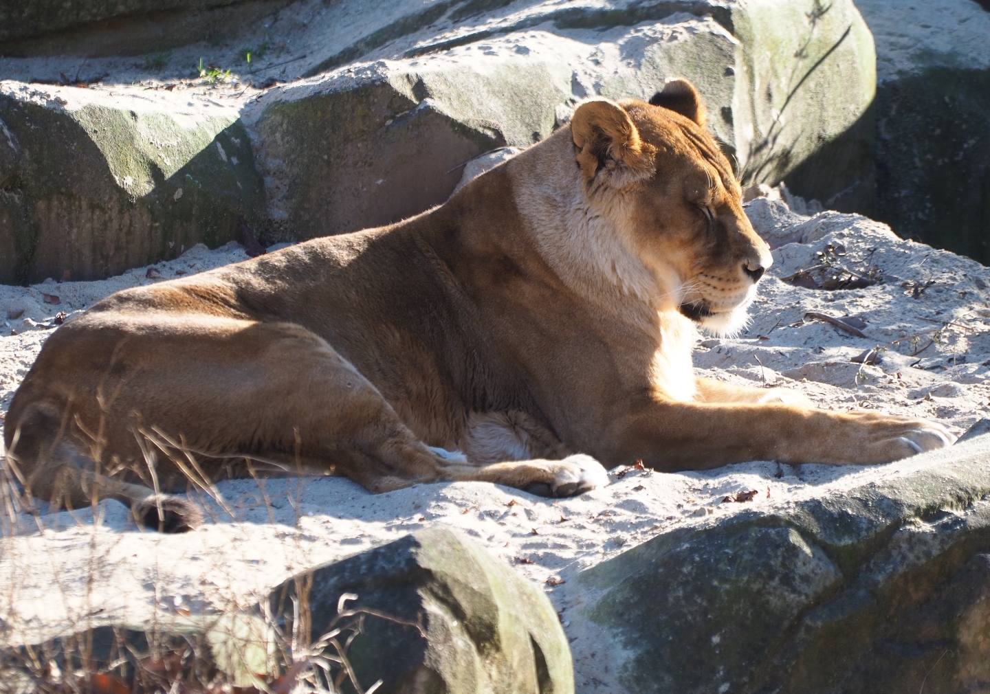 African lioness (Panthera leo) Caitlin (Feb 27th, 2019)