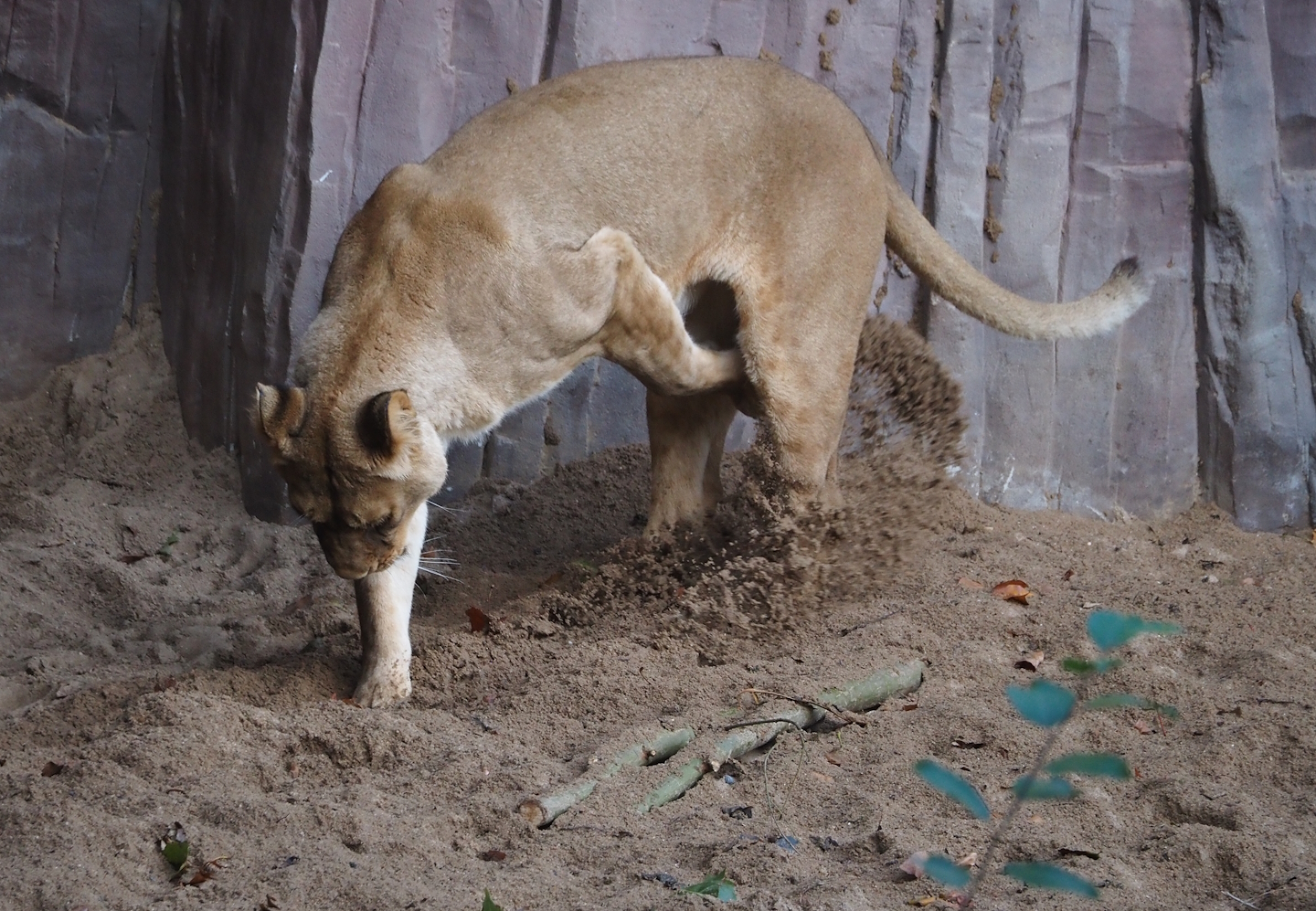 African lioness (Panthera leo) digging, 2024-09-29