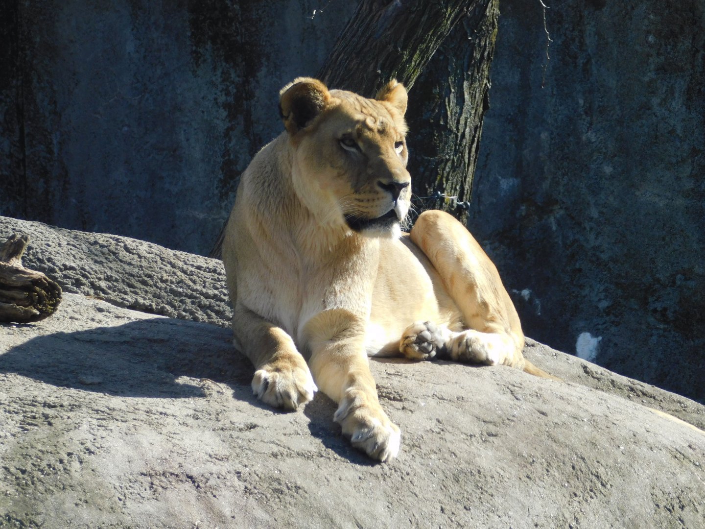 African Lioness (Panthera leo) March 2022