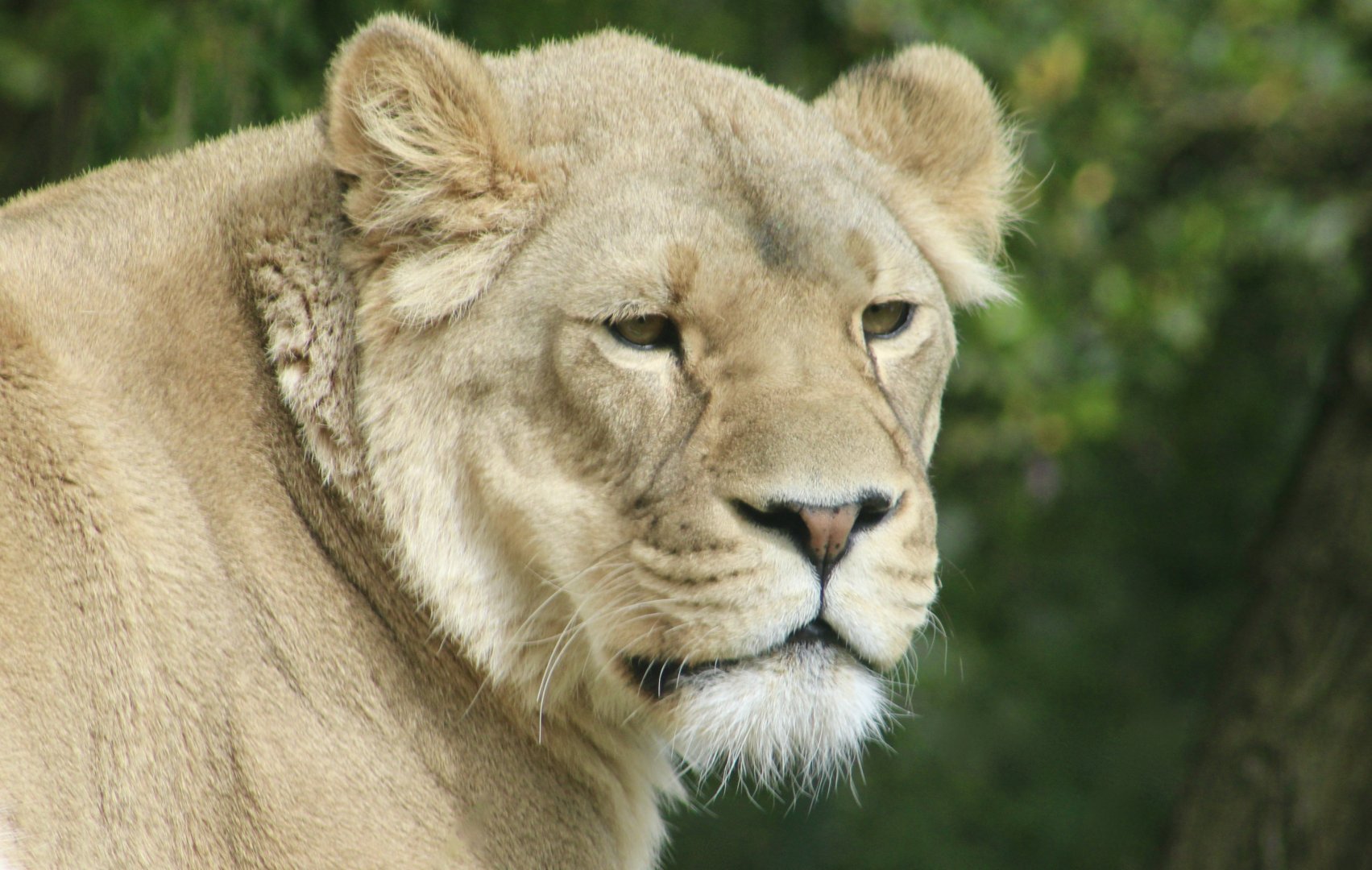 African Lioness (Panthera leo melanochaita)