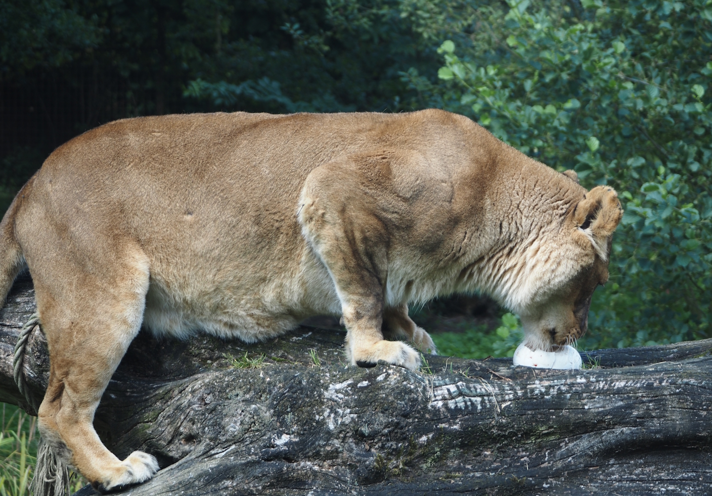 African lioness (Panthera leo) with ostrich egg, 2024-08-21