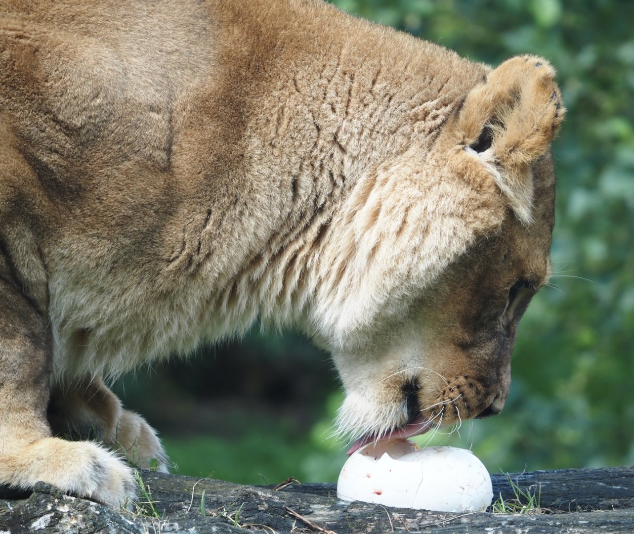African lioness (Panthera leo) with ostrich egg, 2024-08-21