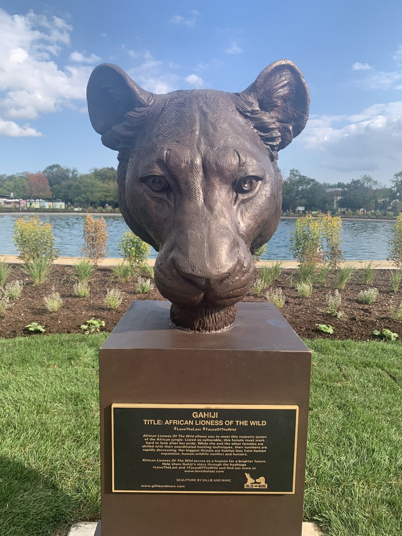 African lioness sculpture