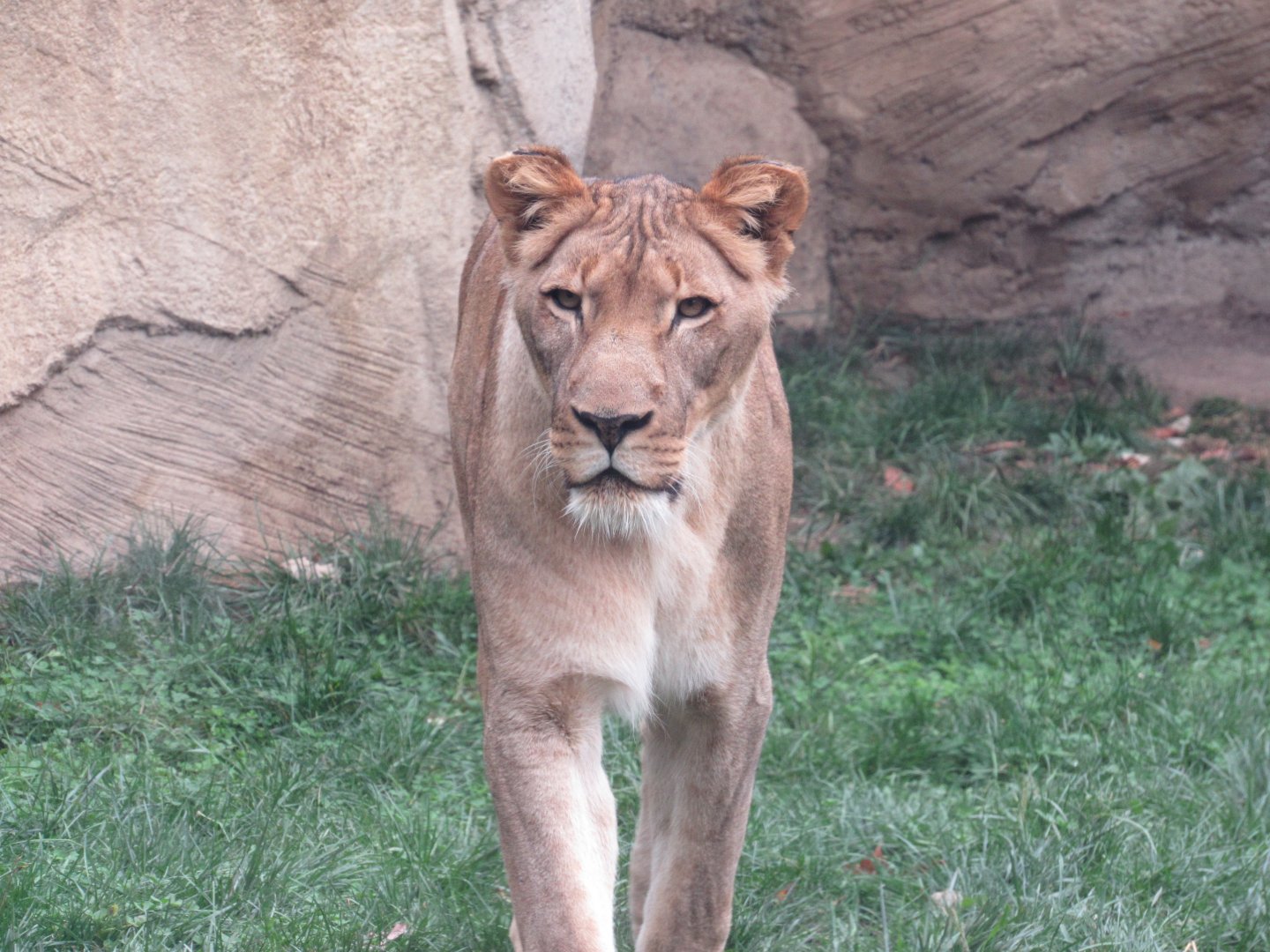 African Lioness Shtuko