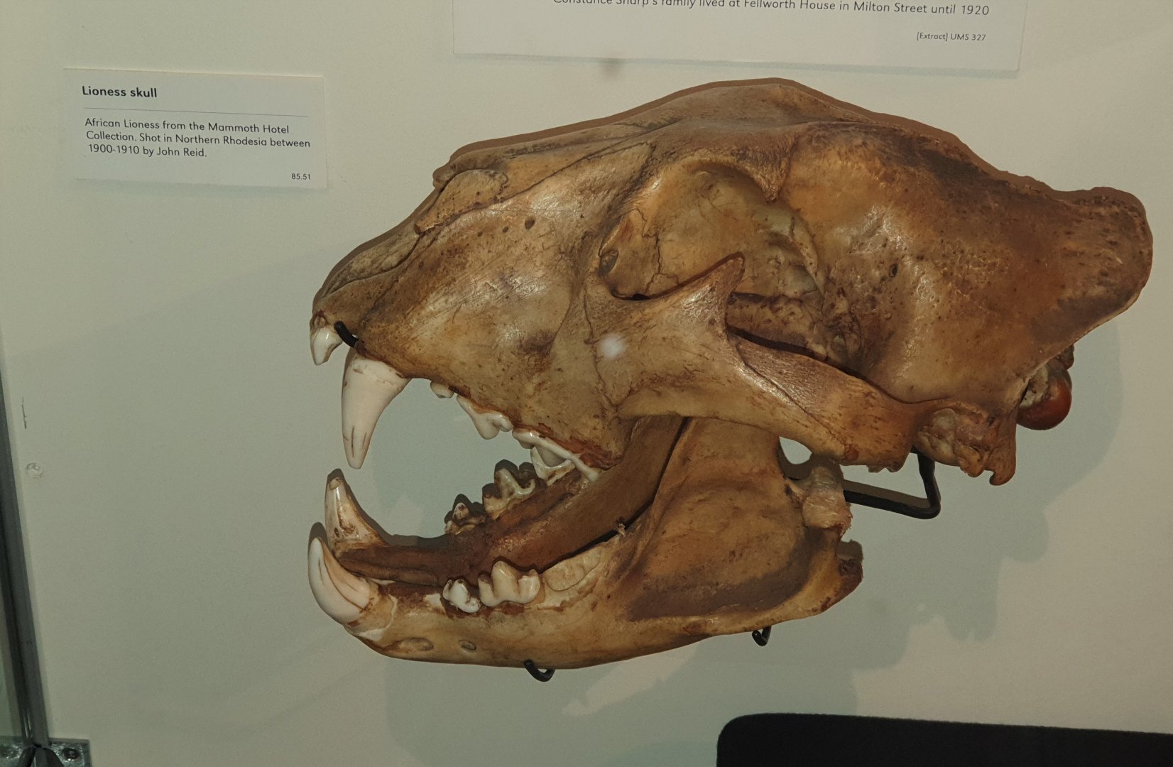 African Lioness skull, Nelson Provincial Museum