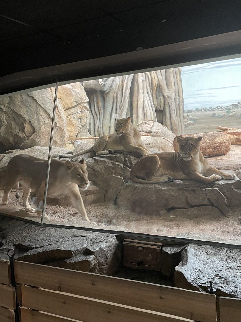 African Lioness Trio (6/23/21)