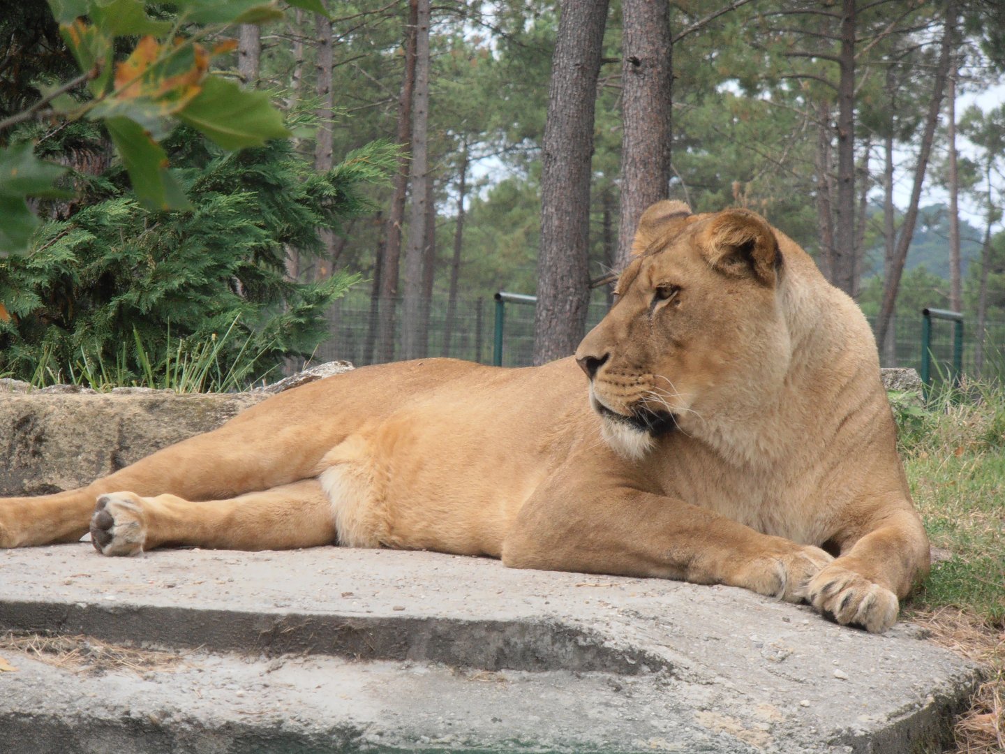 African lioness-Zoo Bassin D'Arcachon (2012)
