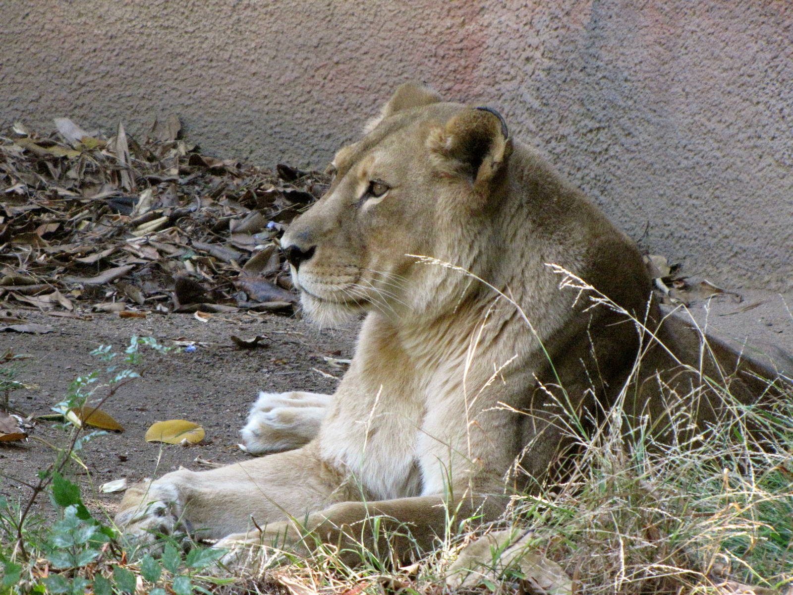 African Lioness