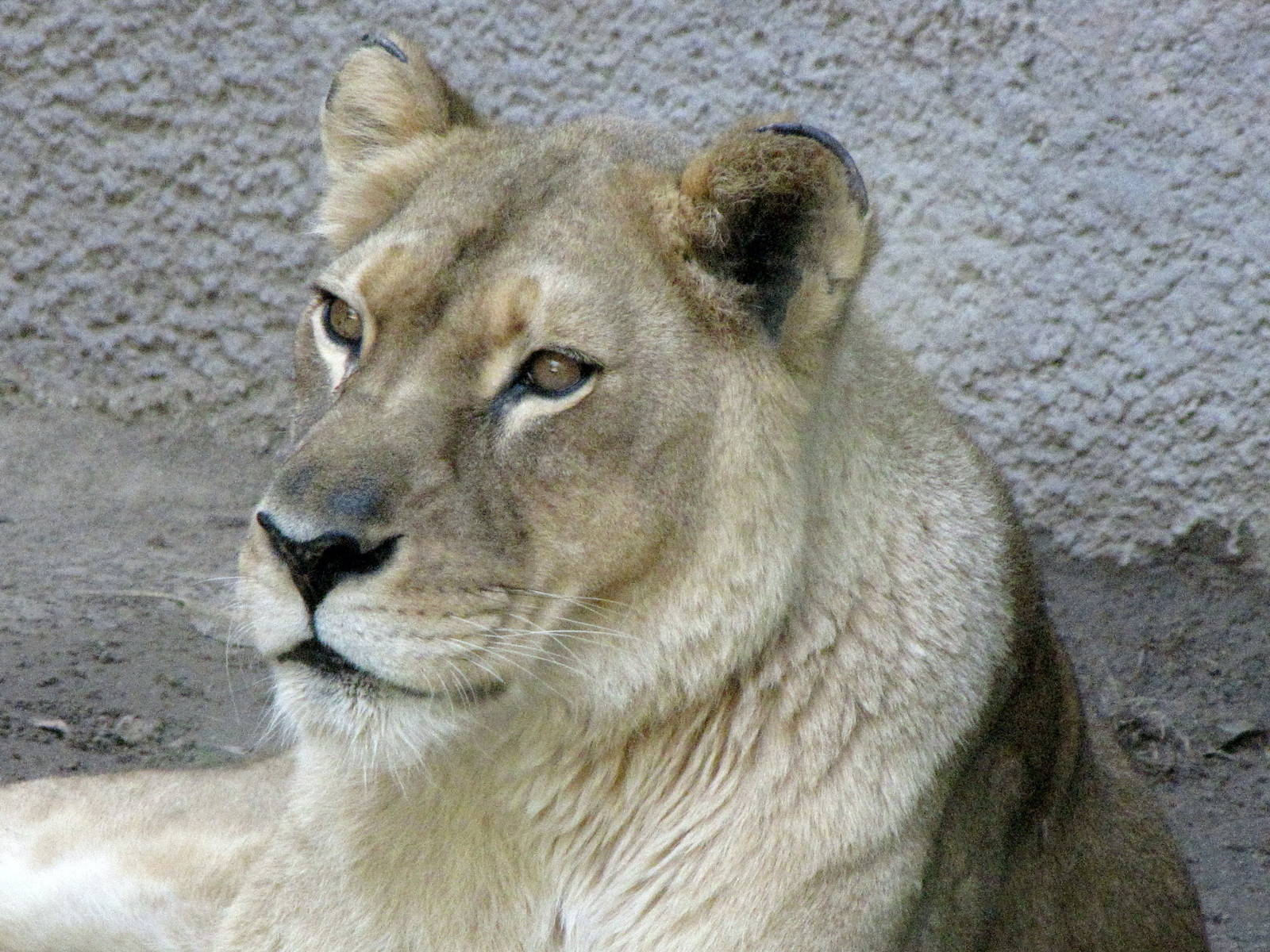 African Lioness