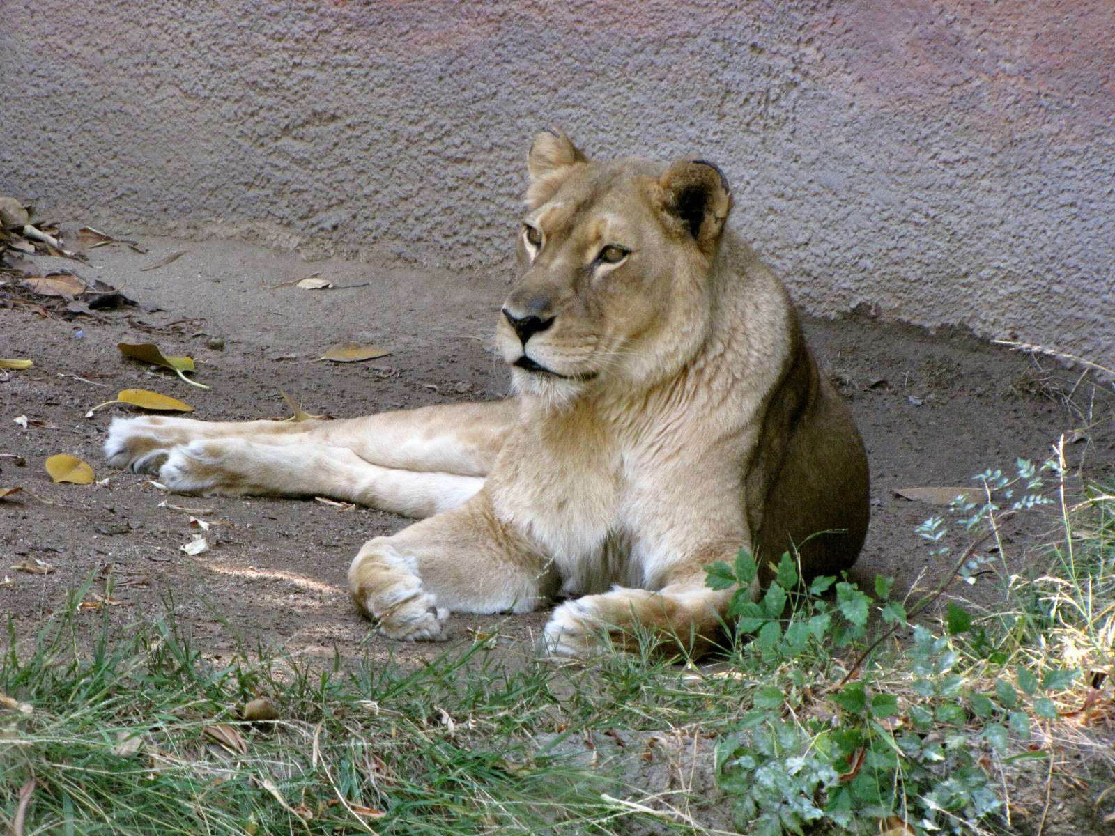African Lioness