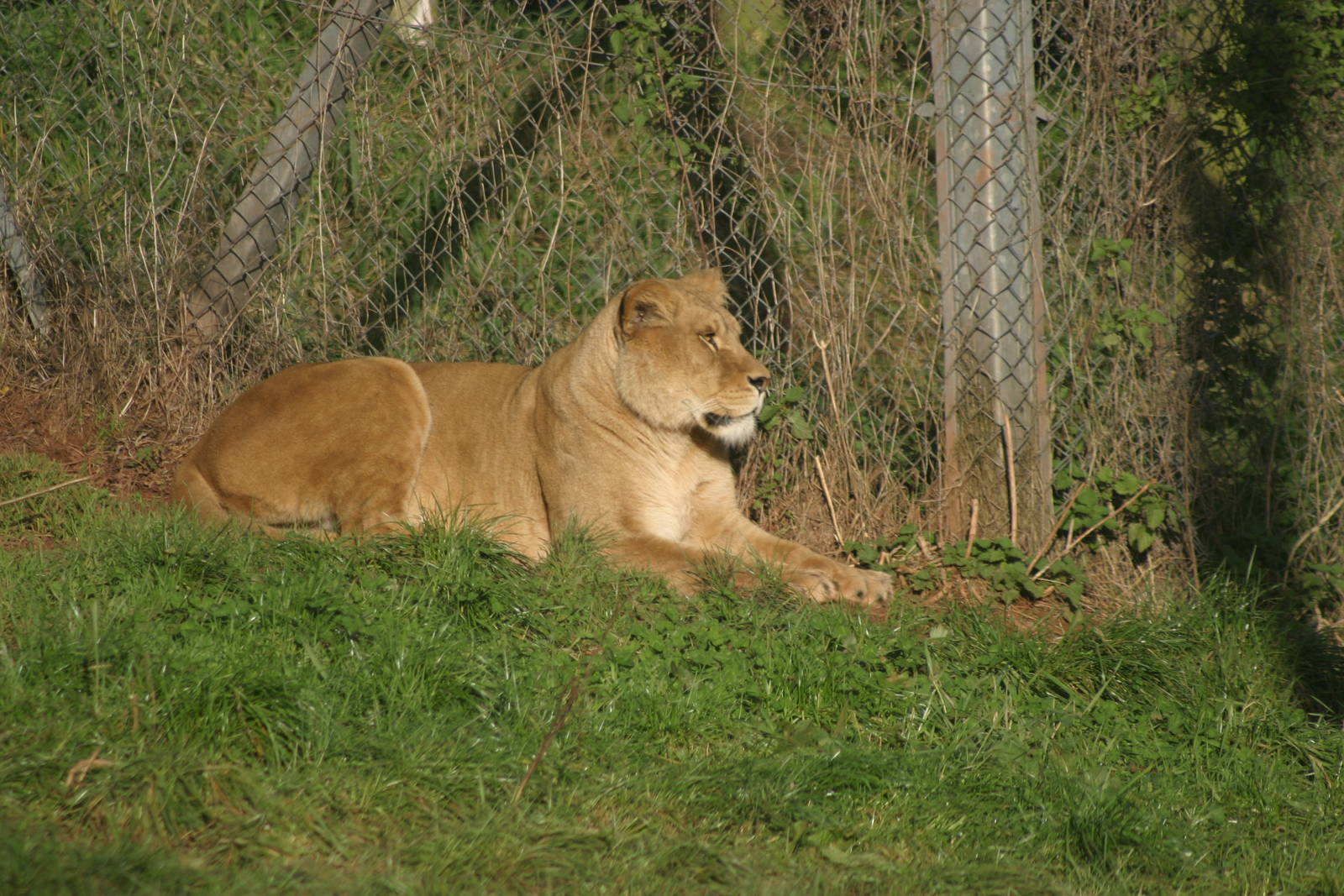 African Lioness