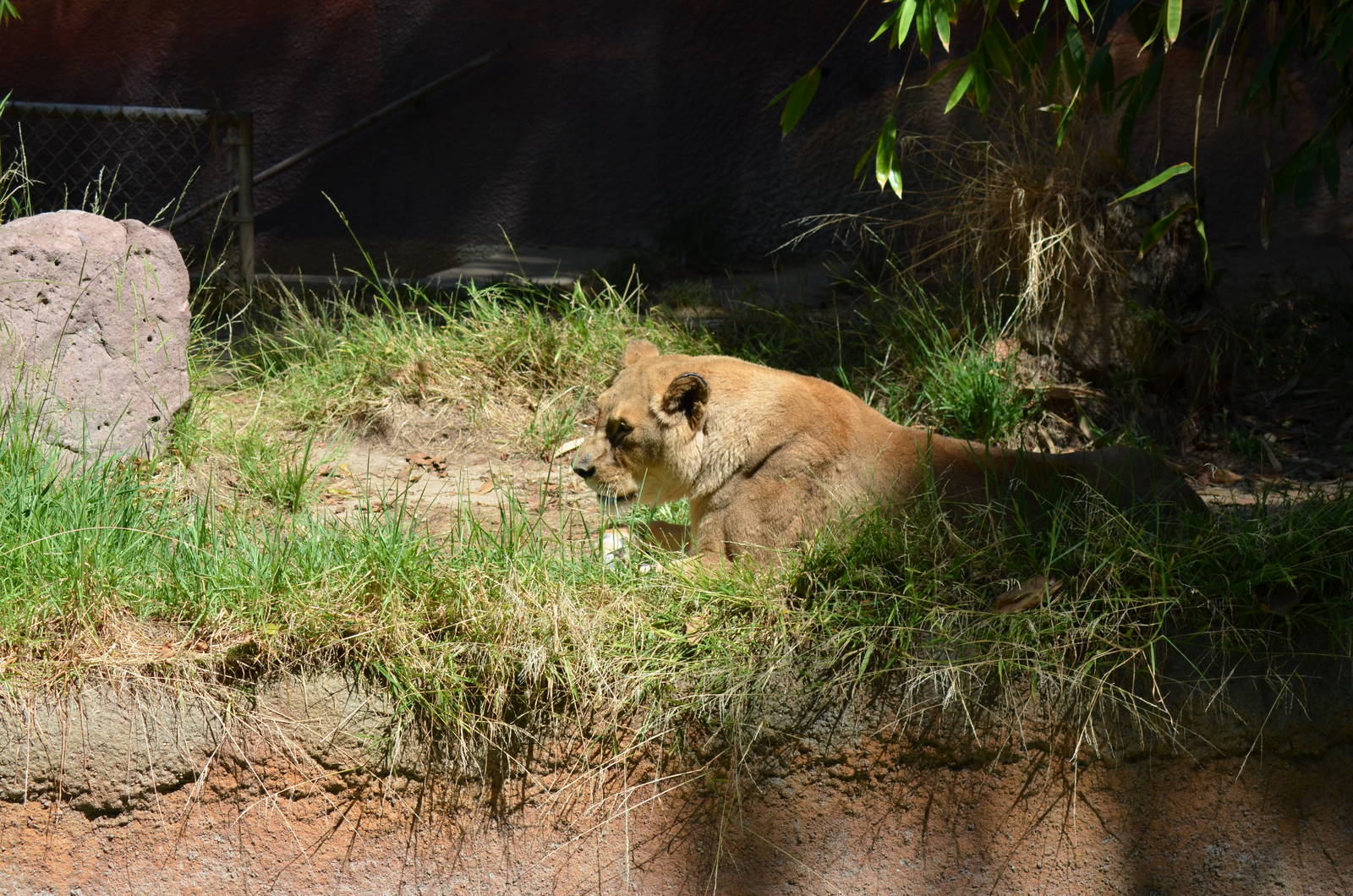 African Lioness
