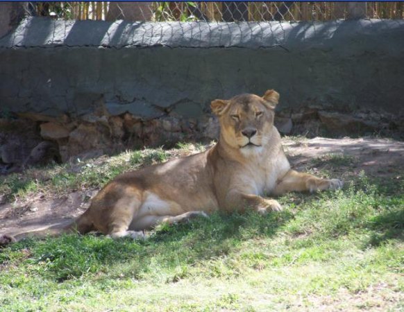 African Lioness
