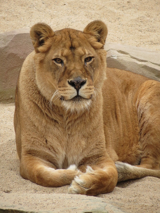 African Lioness