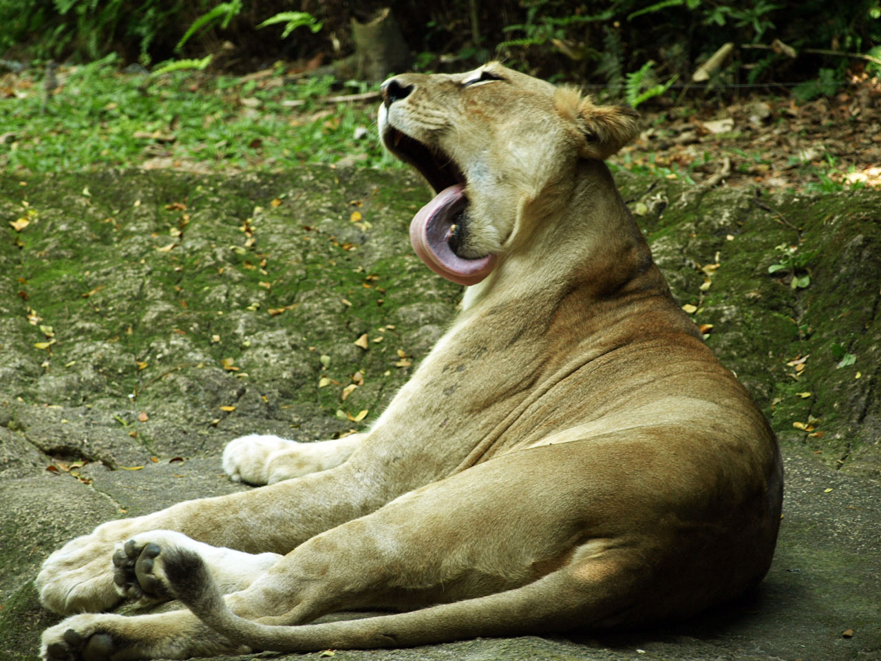 African lioness