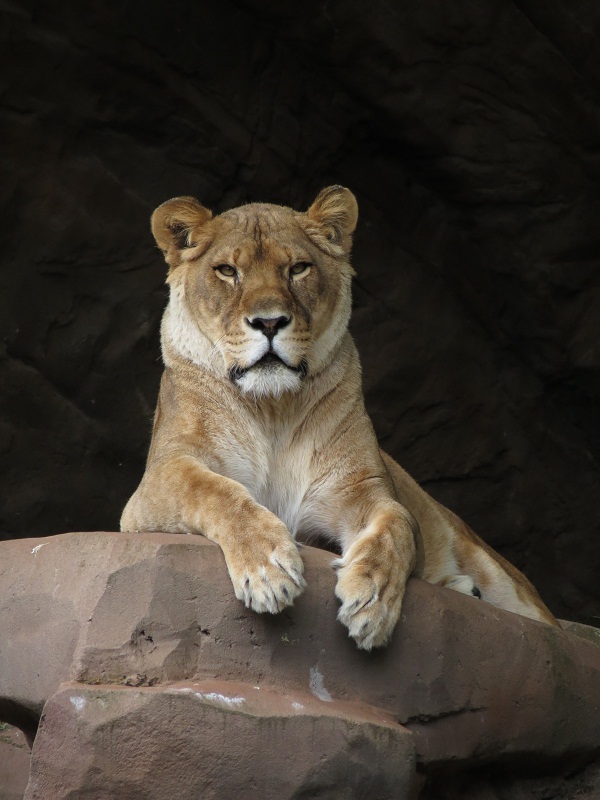 African Lioness