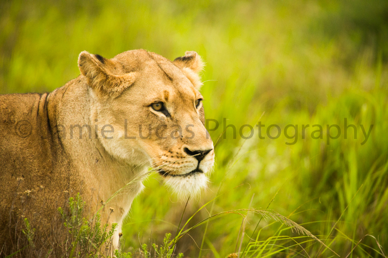 African Lioness