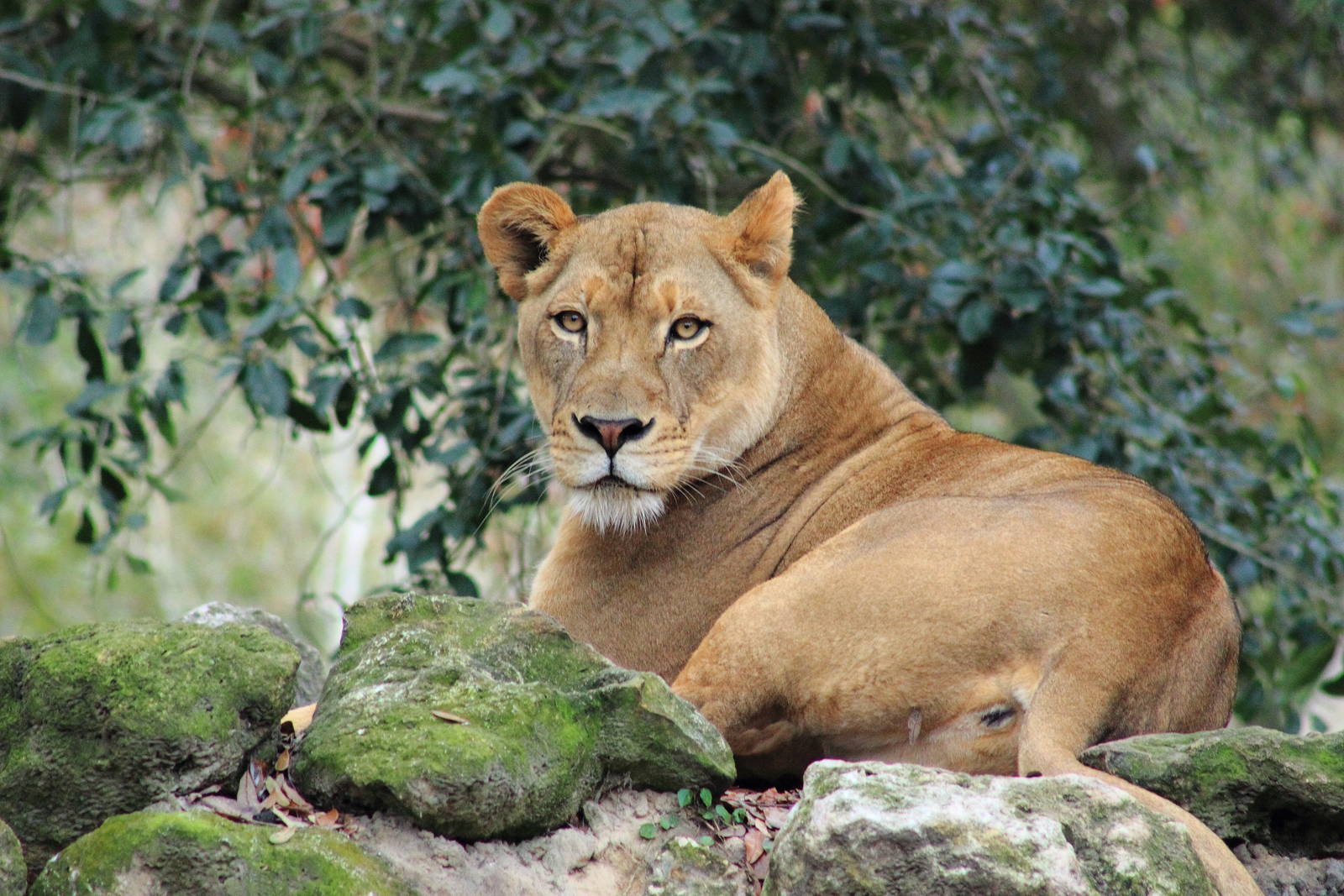 African Lioness