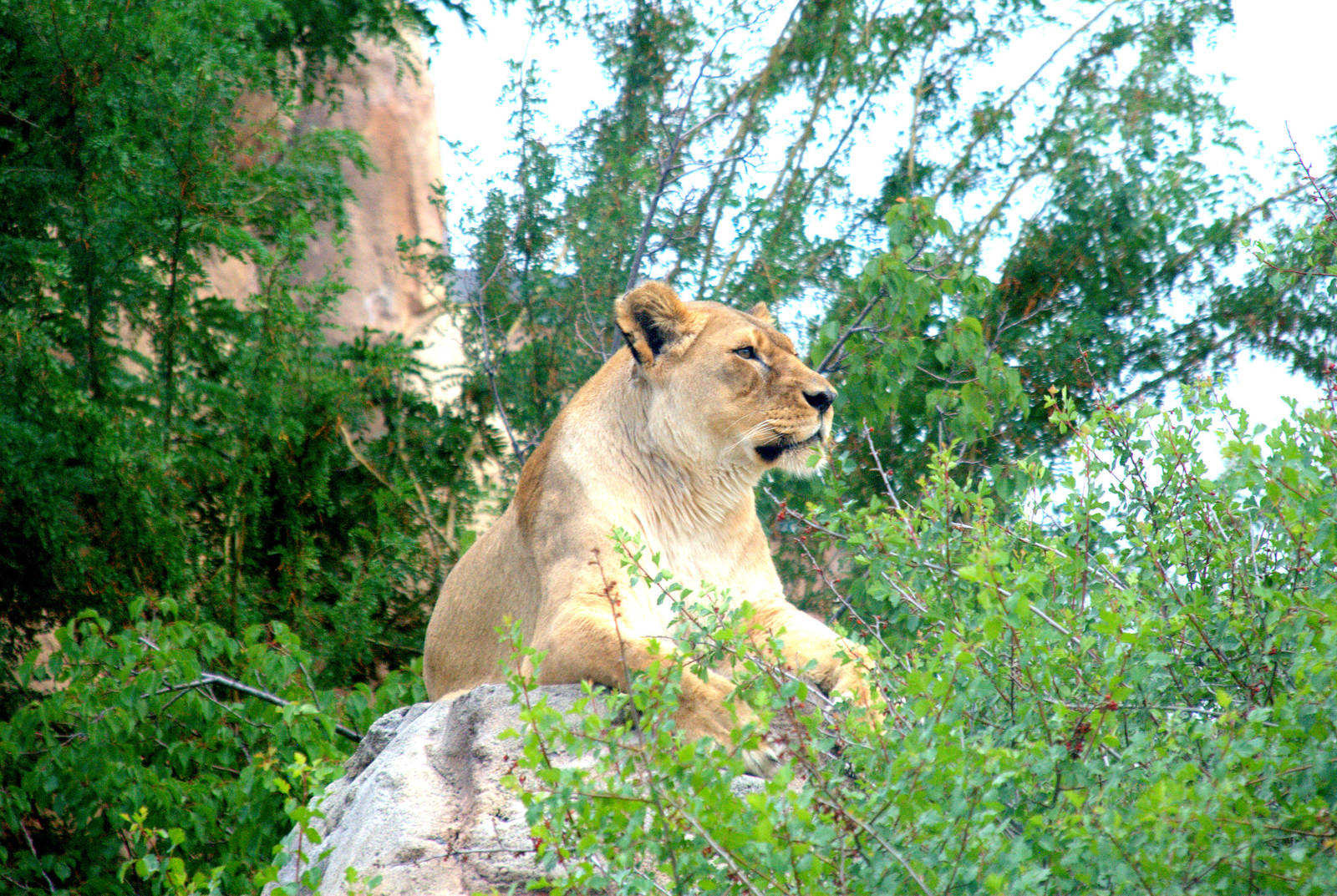 African lioness