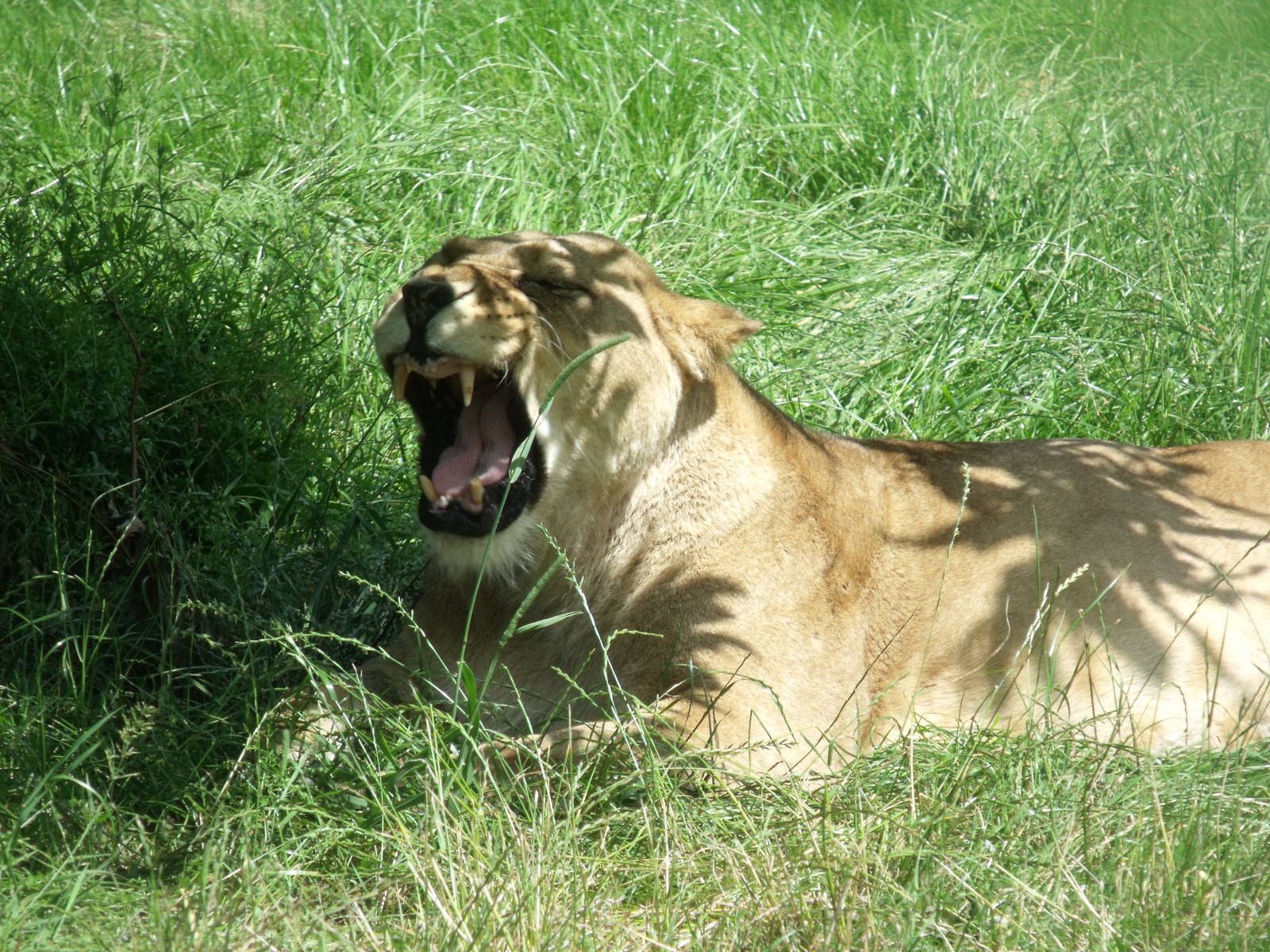 African Lioness