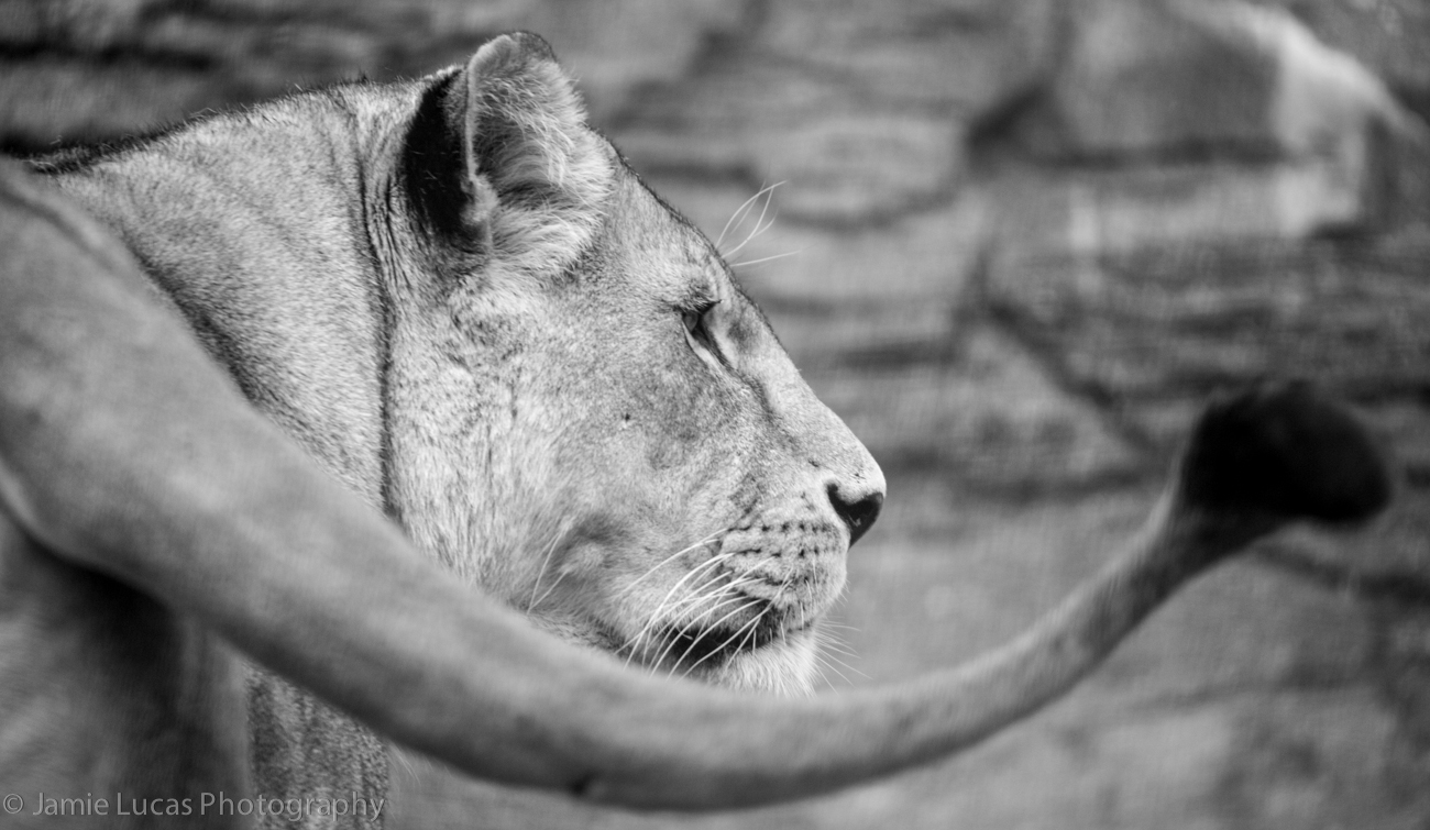 African Lioness