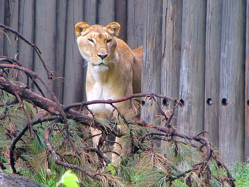 African Lioness