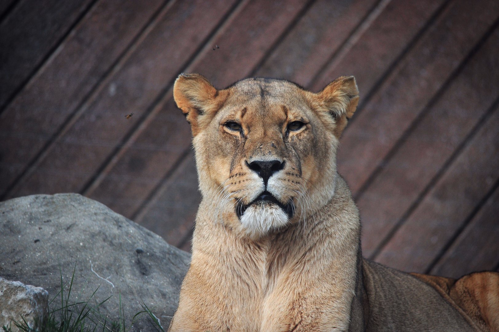 African Lioness