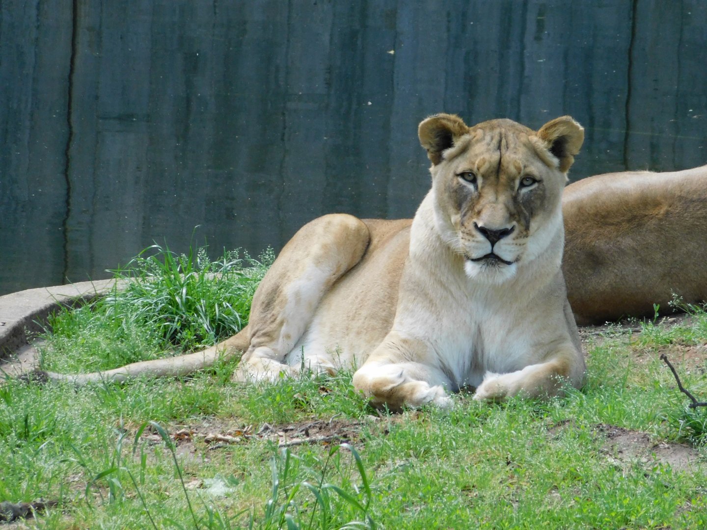 African Lioness