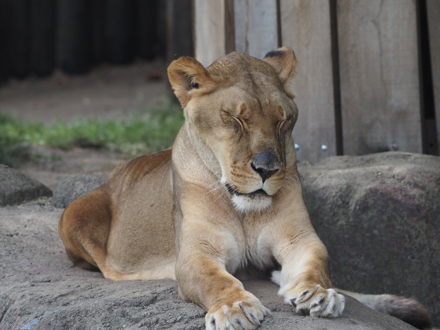 African lioness