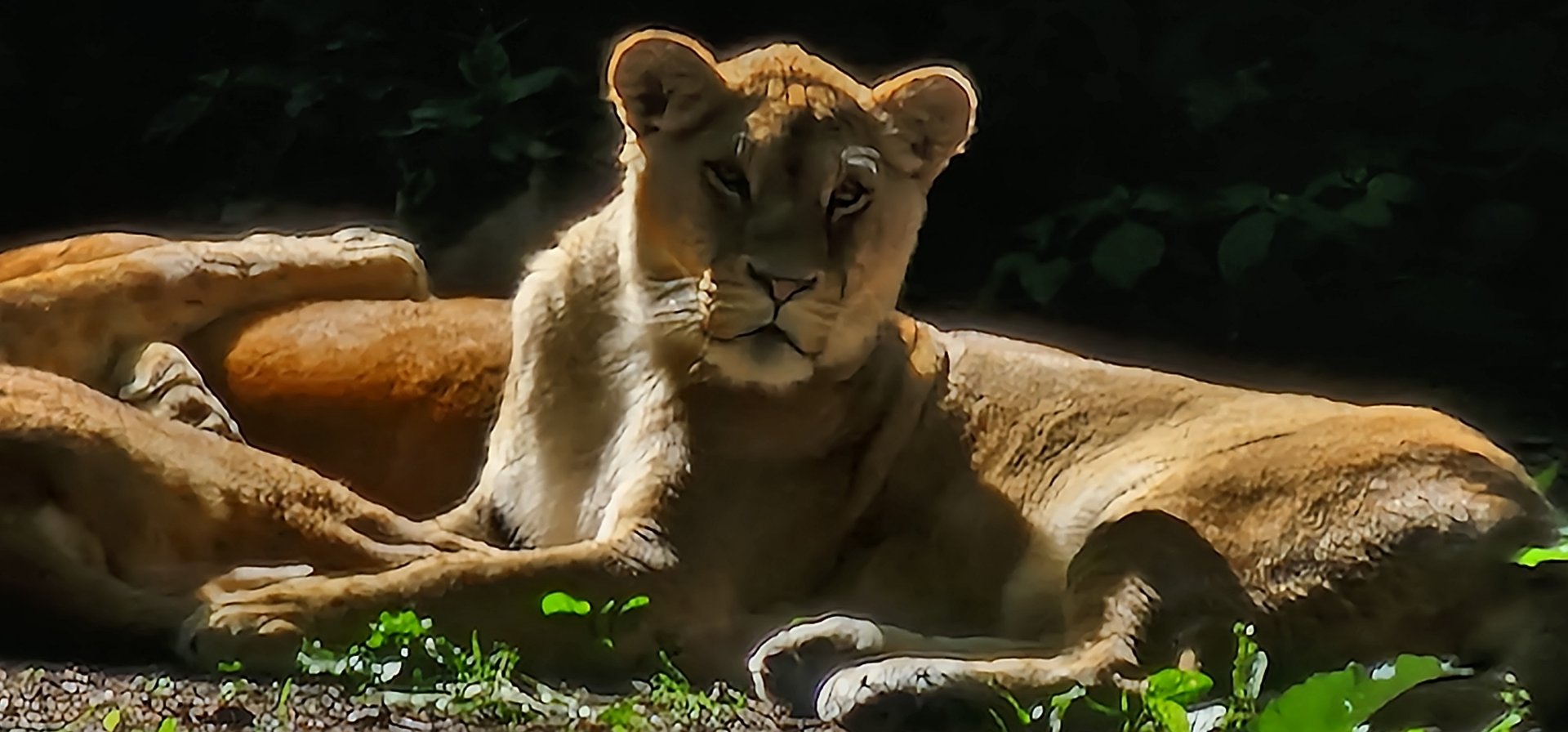 African lioness