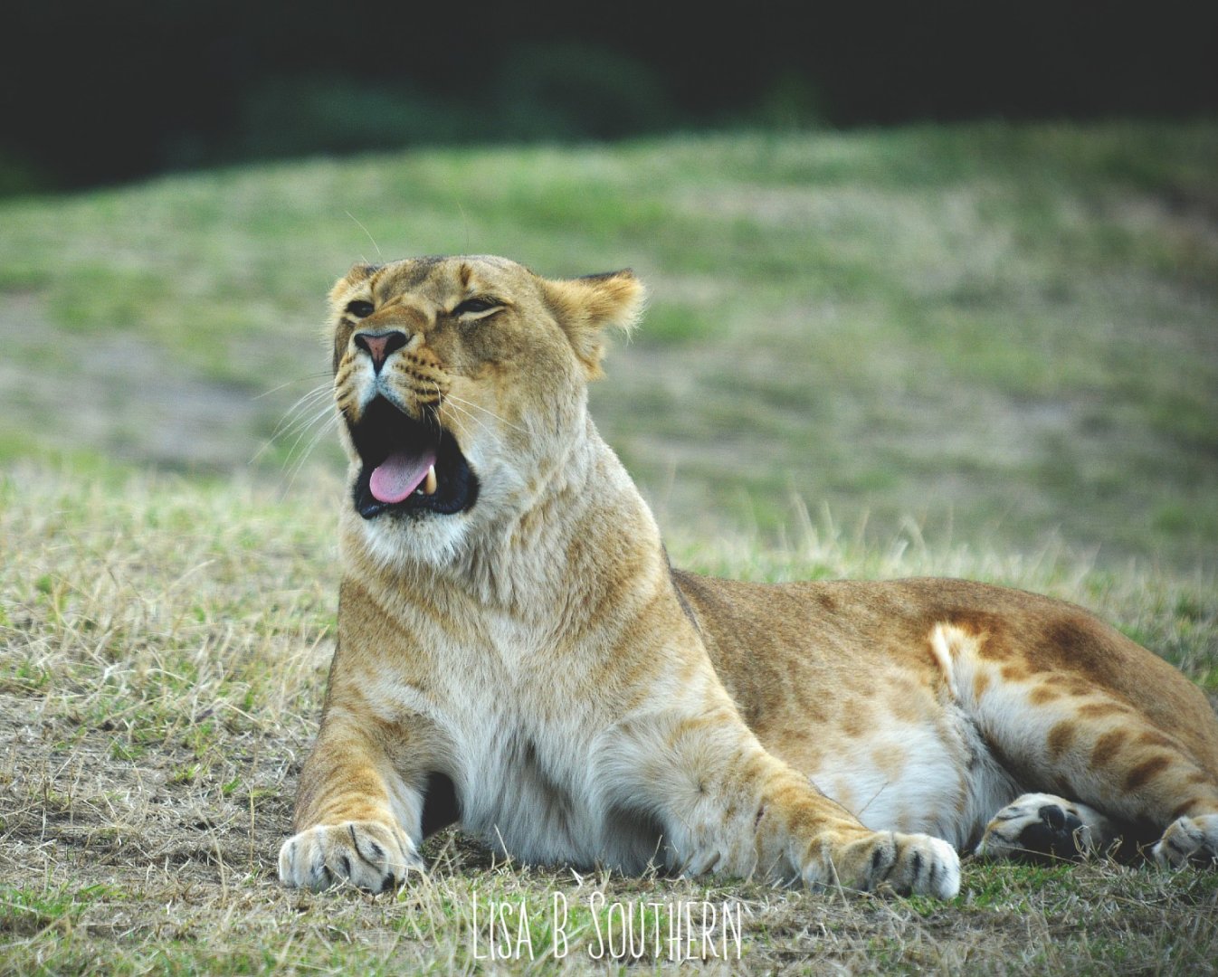 African Lioness