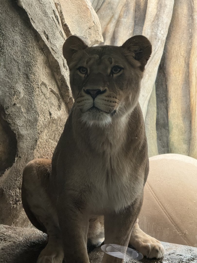 African Lioness