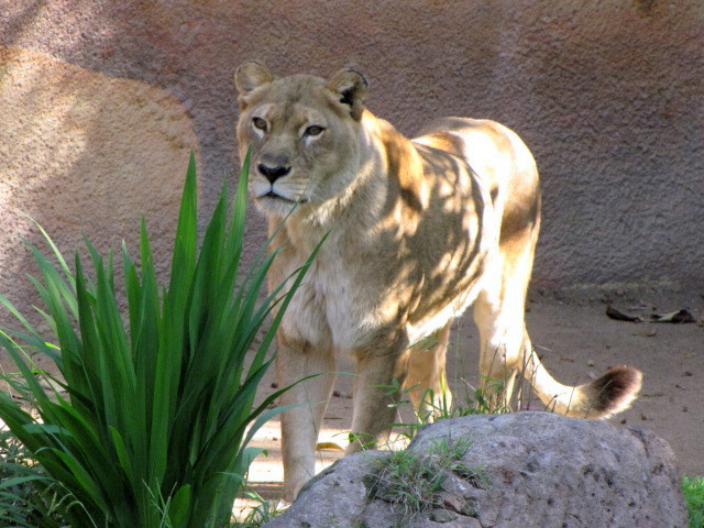 African Lioness