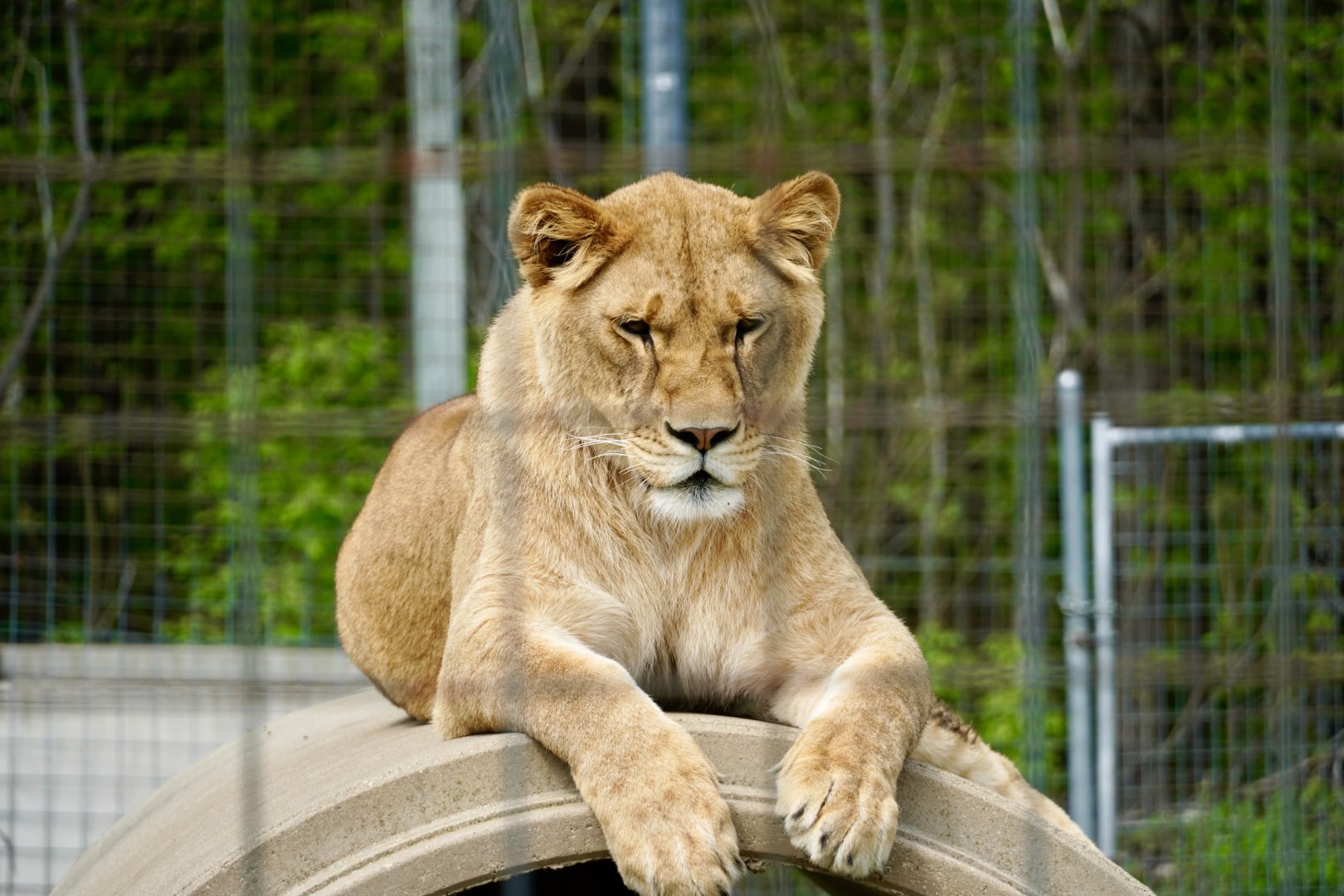 African Lioness