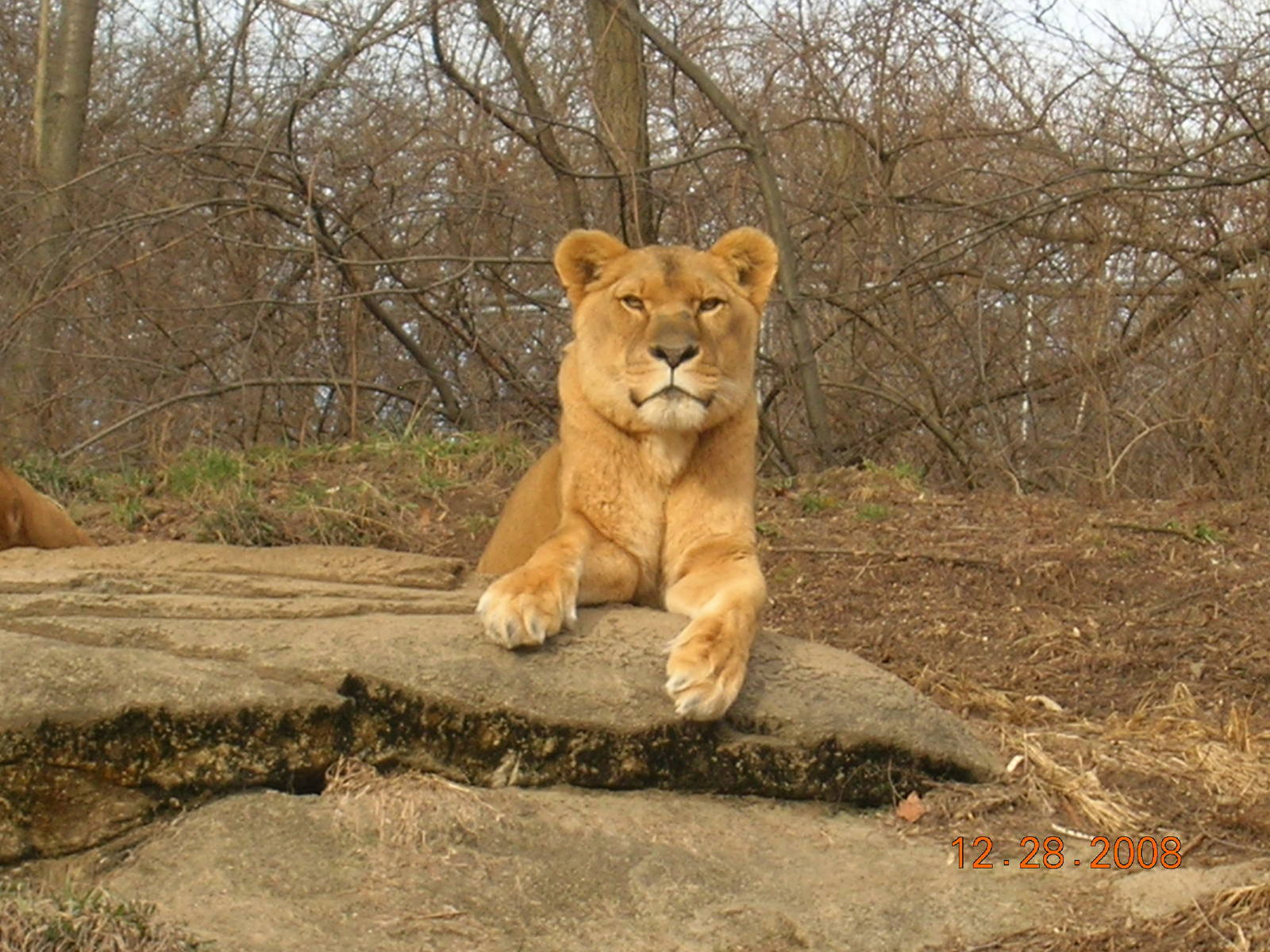 African Lioness