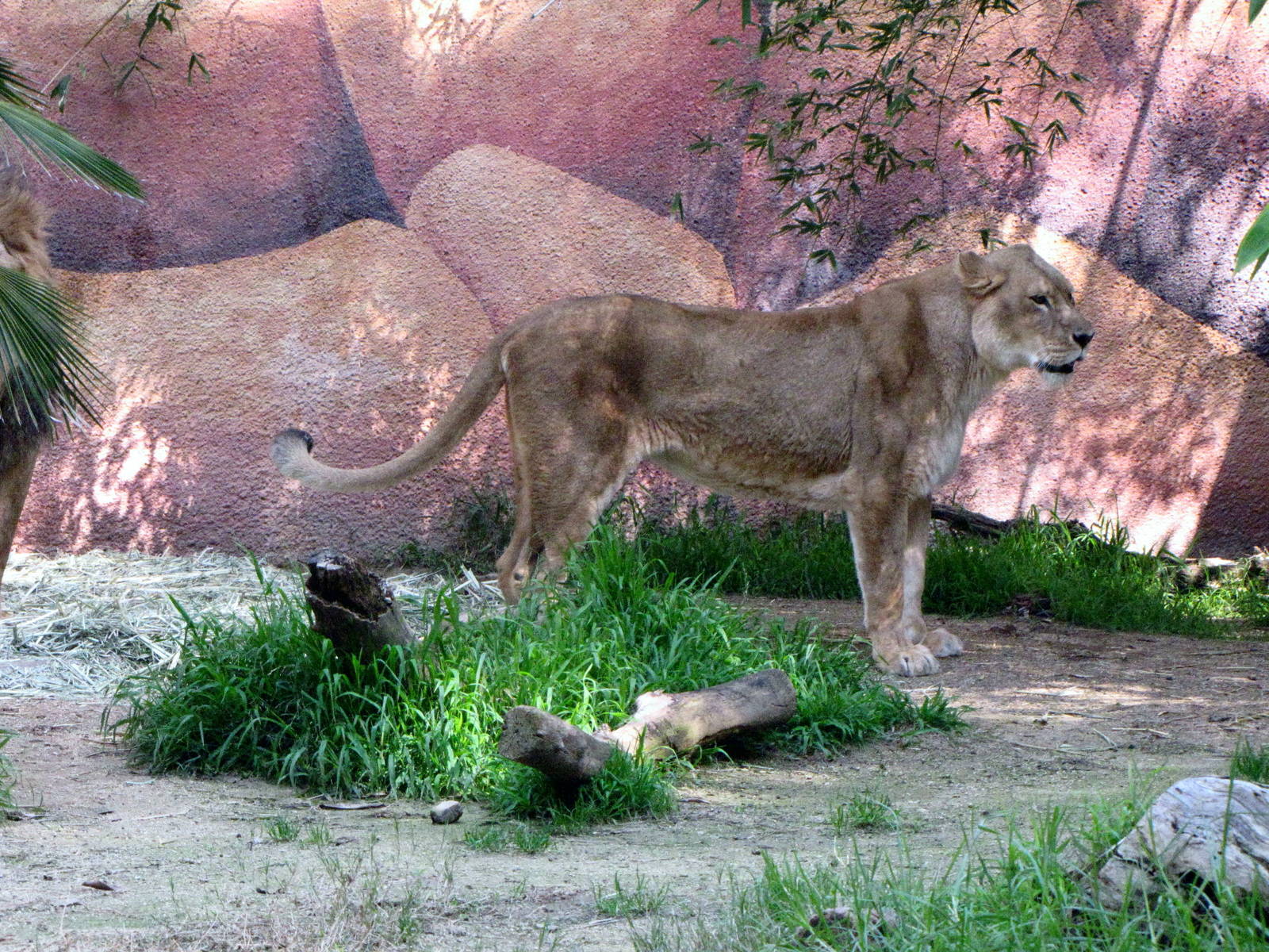 African Lioness