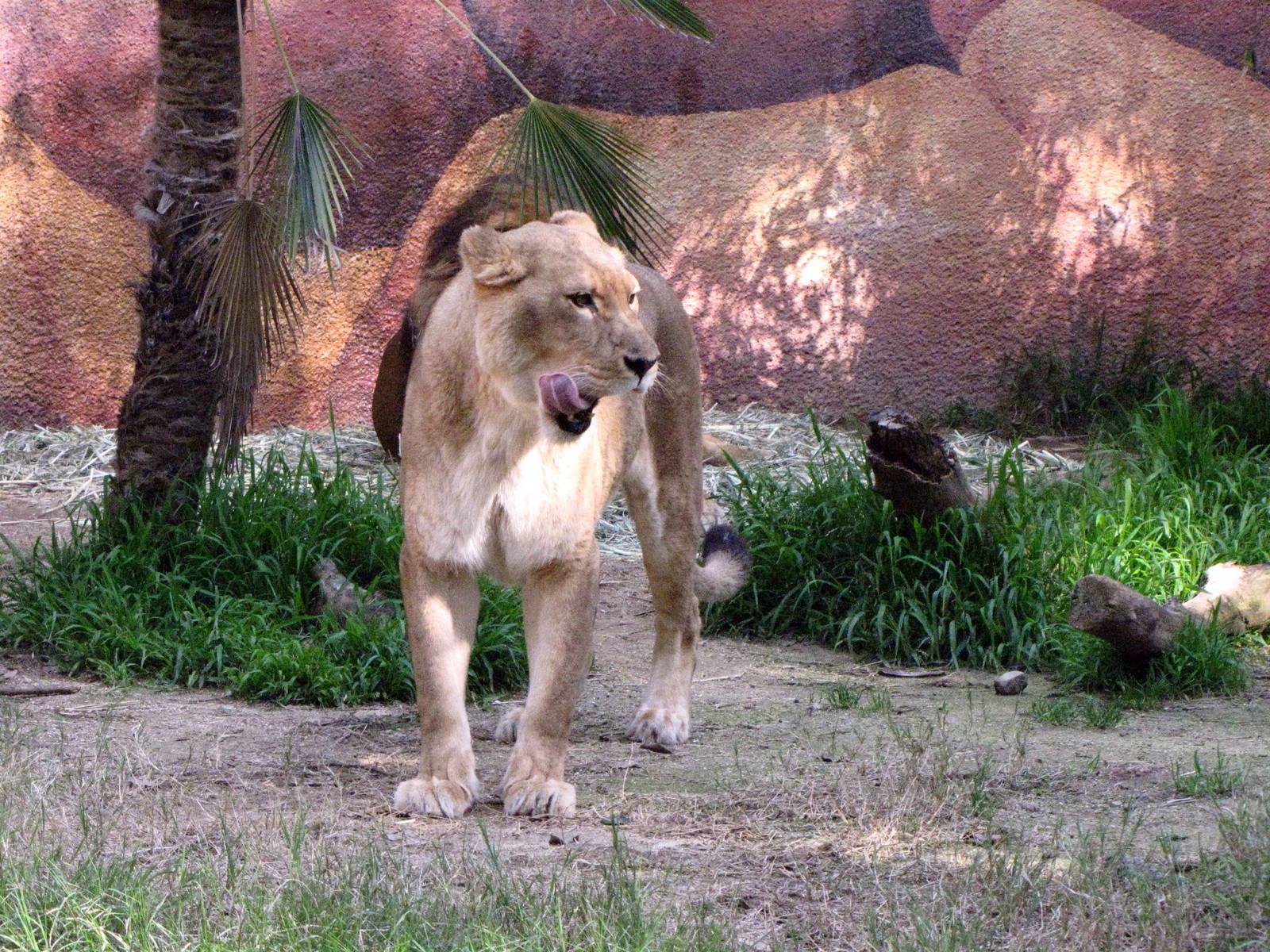 African Lioness