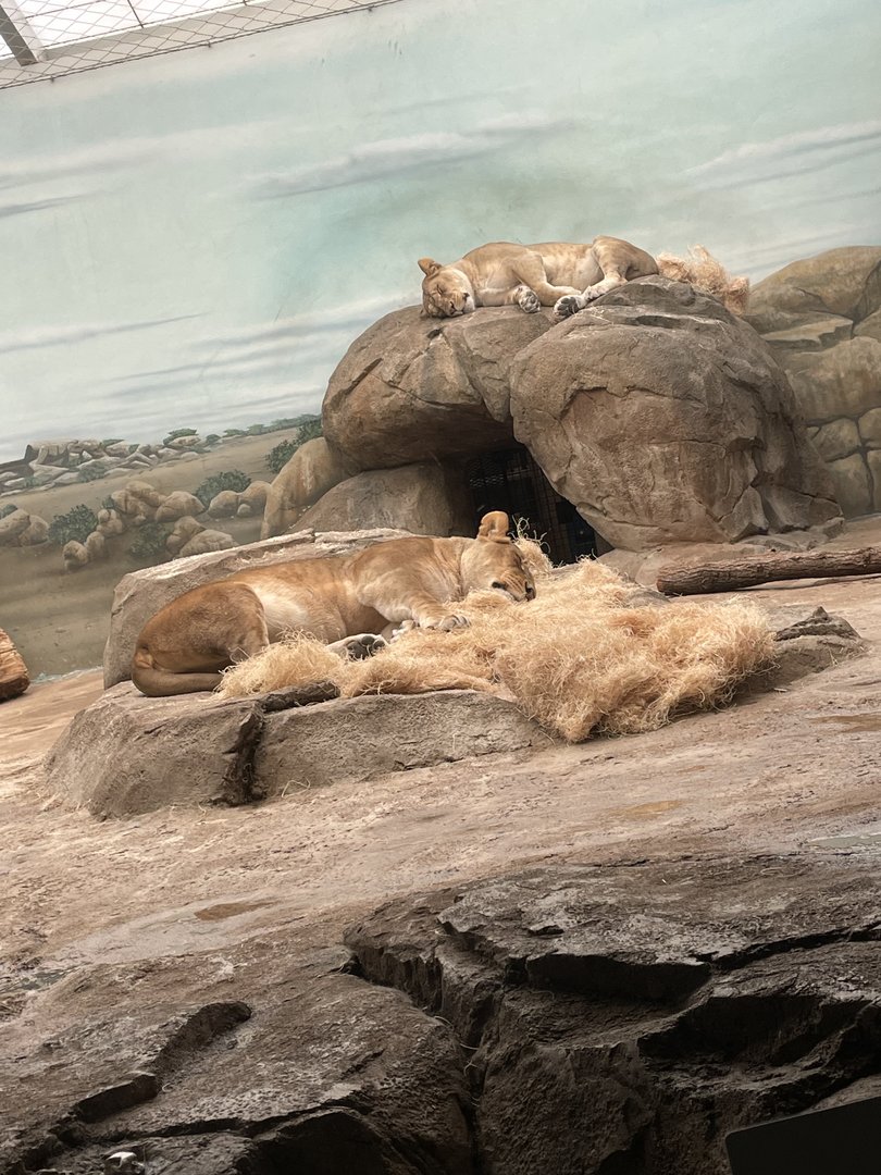 African Lionesses (5/23/22)