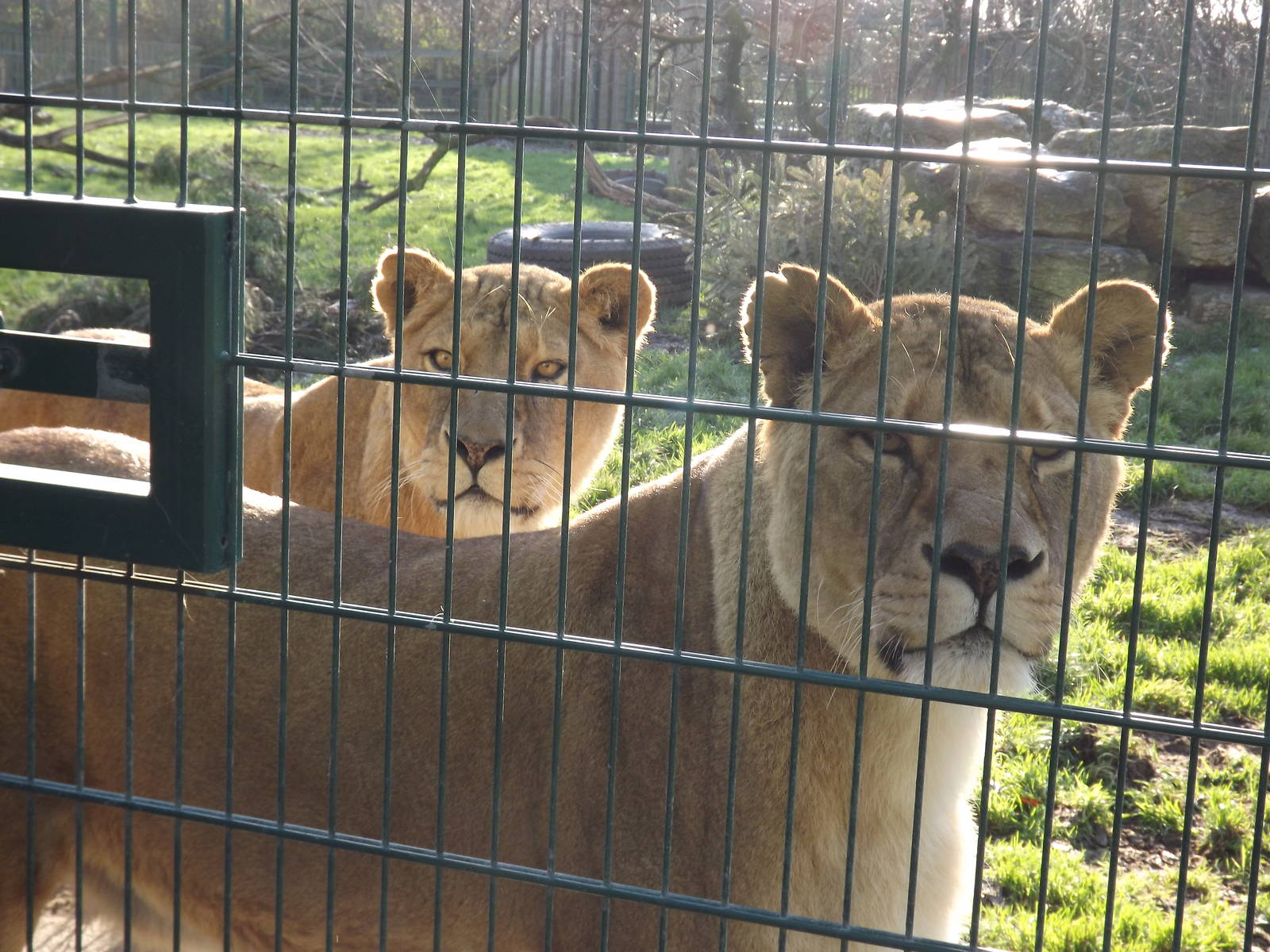 African lionesses at Blackpool Zoo 15/01/12