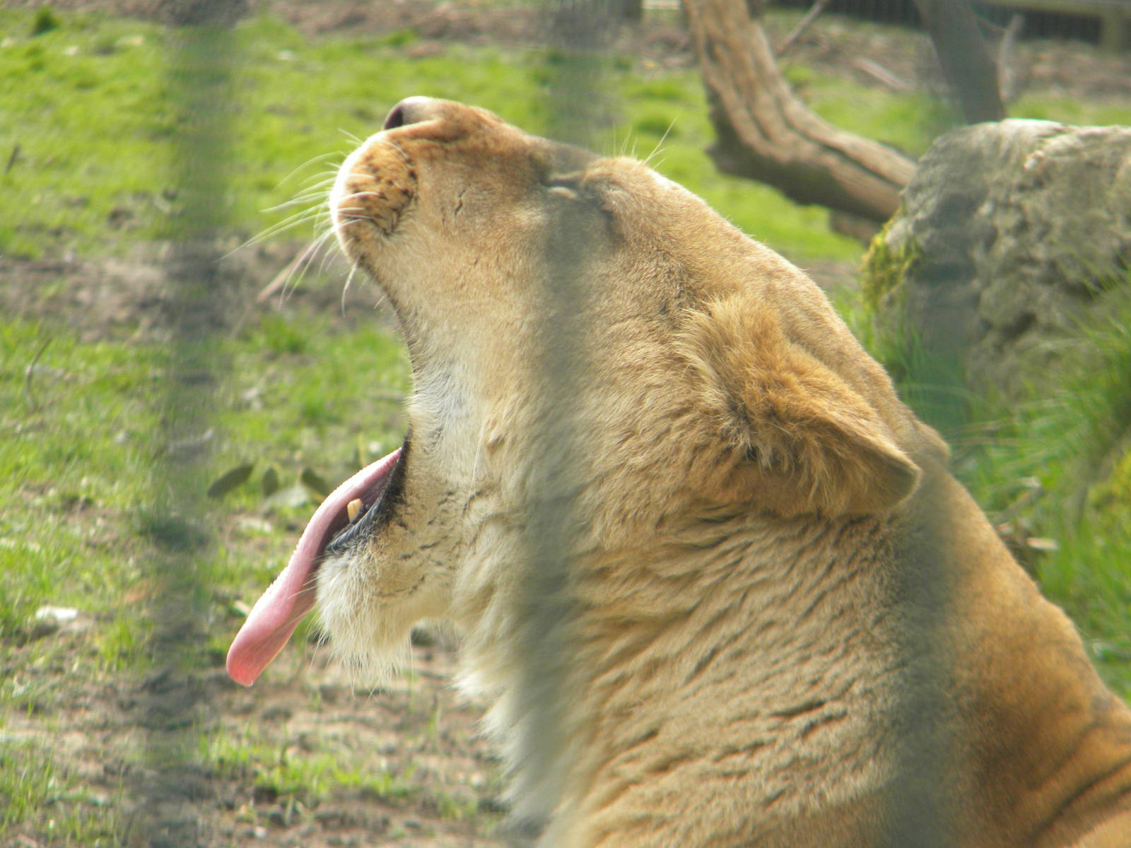 African Lionesses at Blackpool Zoo 26th March 2011