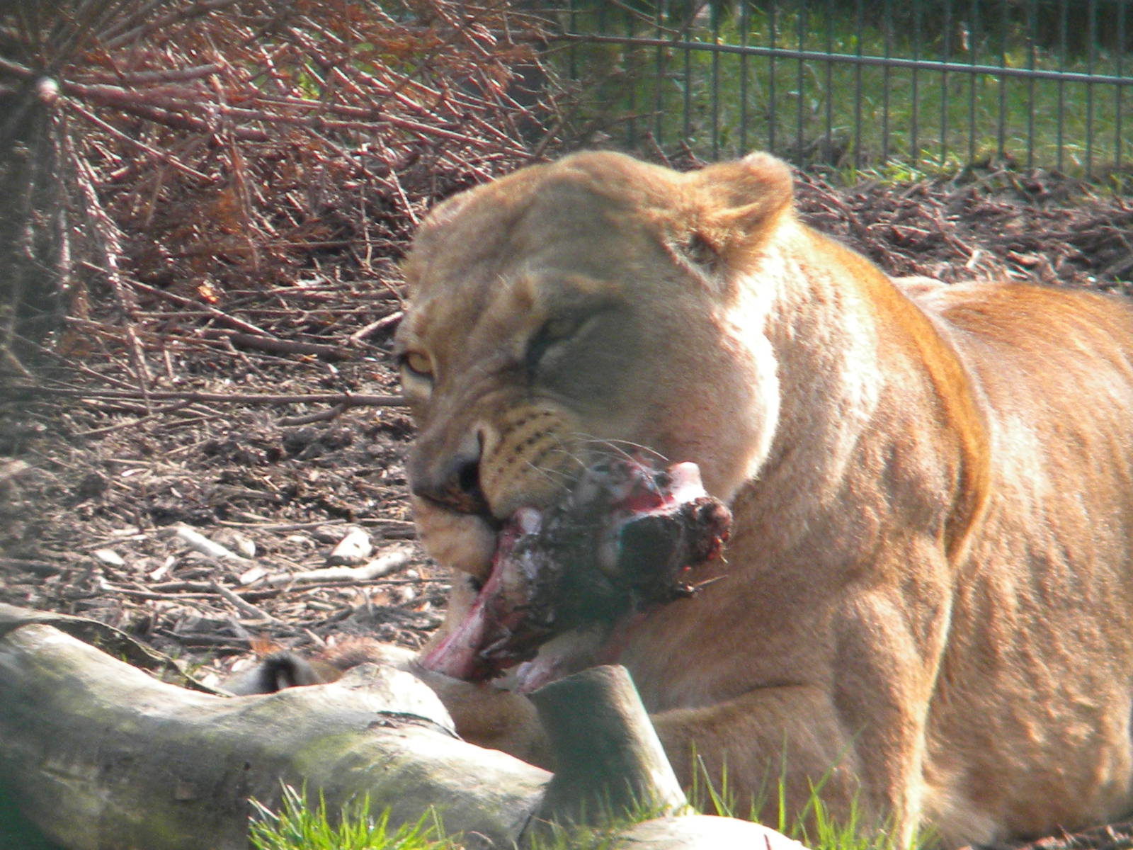 African Lionesses at Blackpool Zoo 27th March 2011