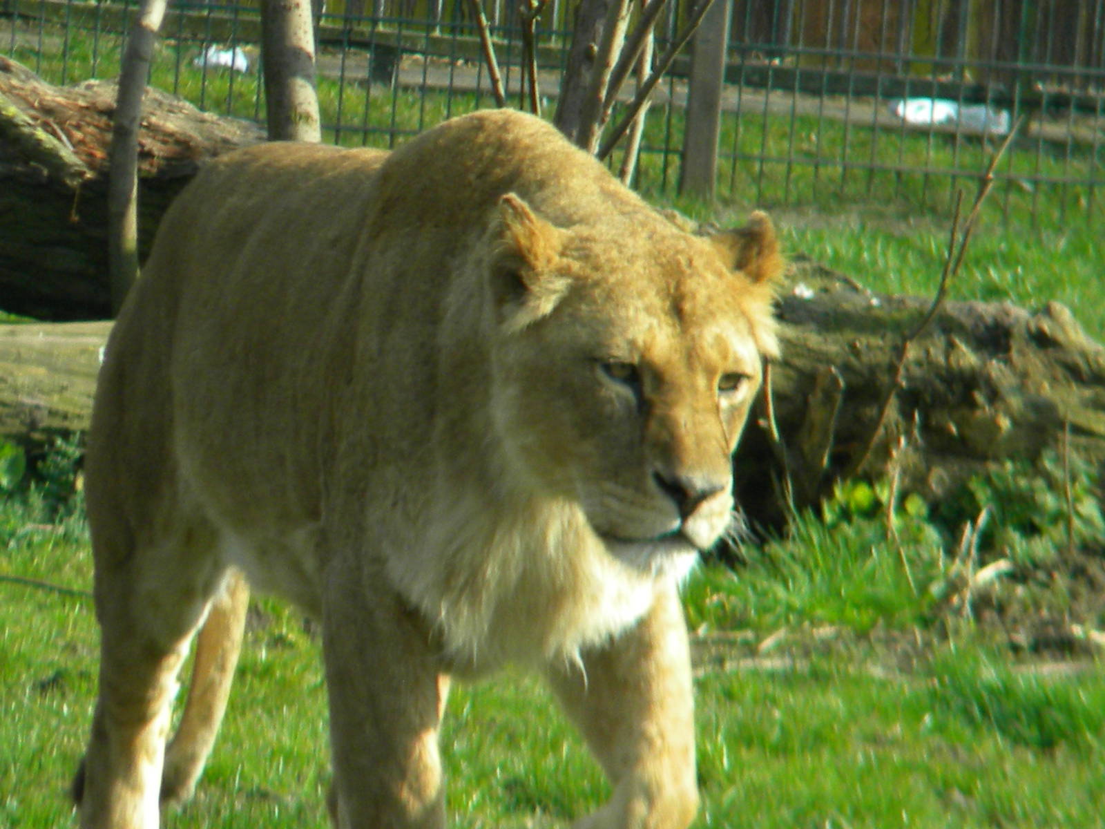African Lionesses at Blackpool Zoo 27th March 2011