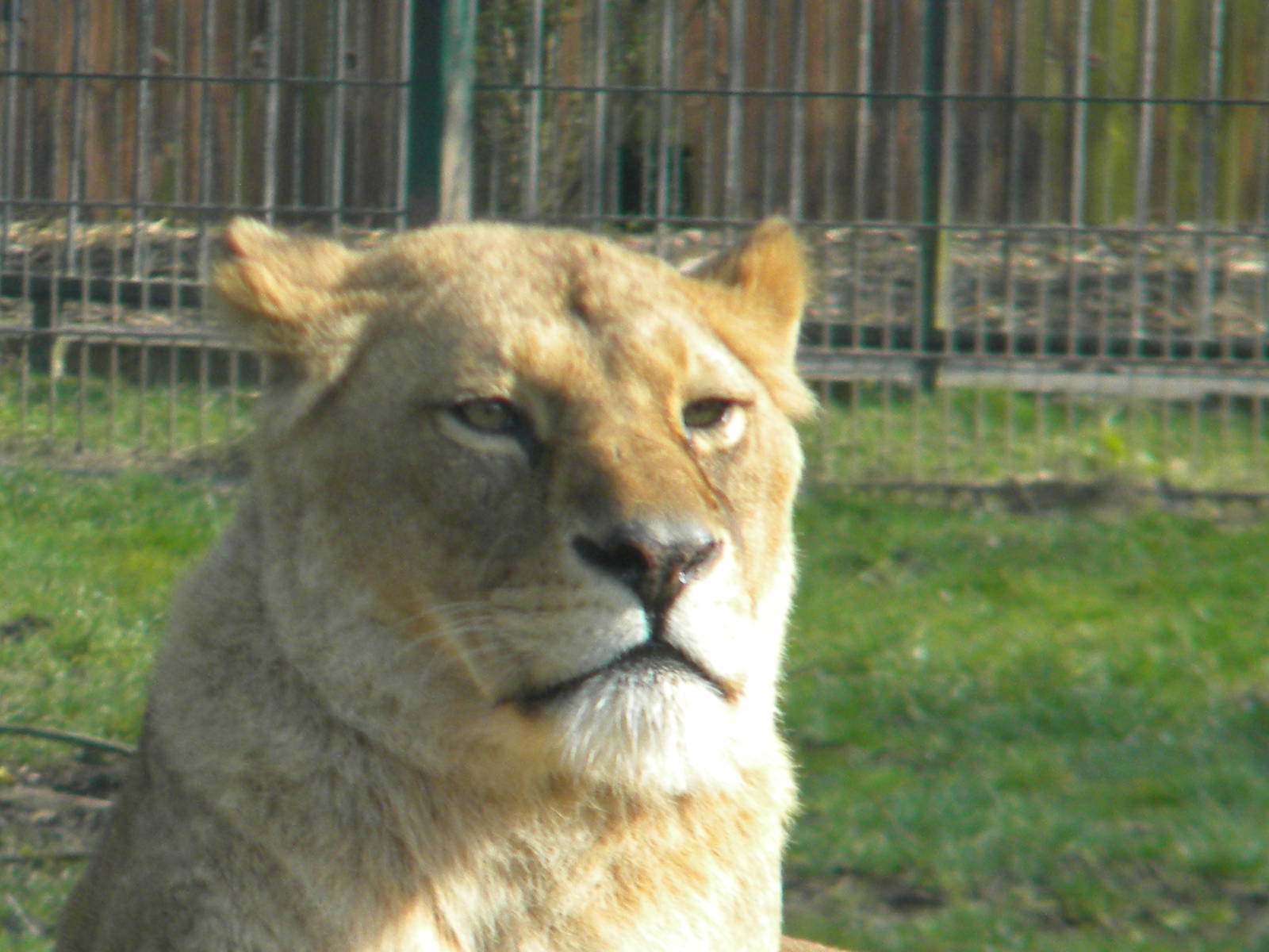 African Lionesses at Blackpool Zoo 27th March 2011