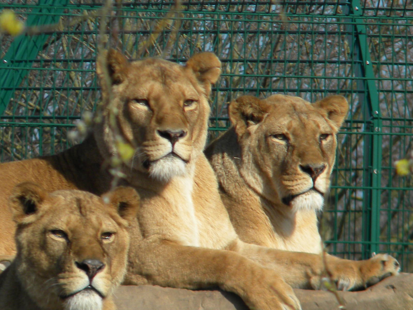African Lionesses at Blackpool Zoo 6th March 2011