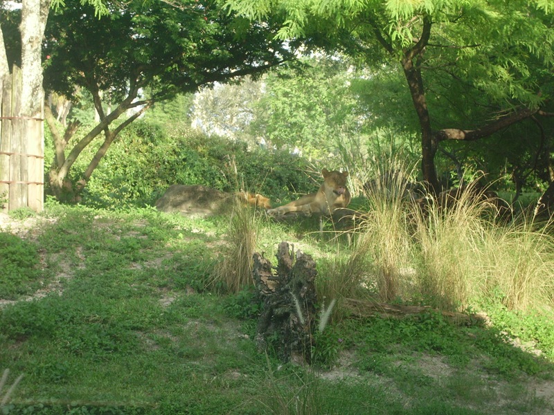 African Lionesses - Edge of Africa